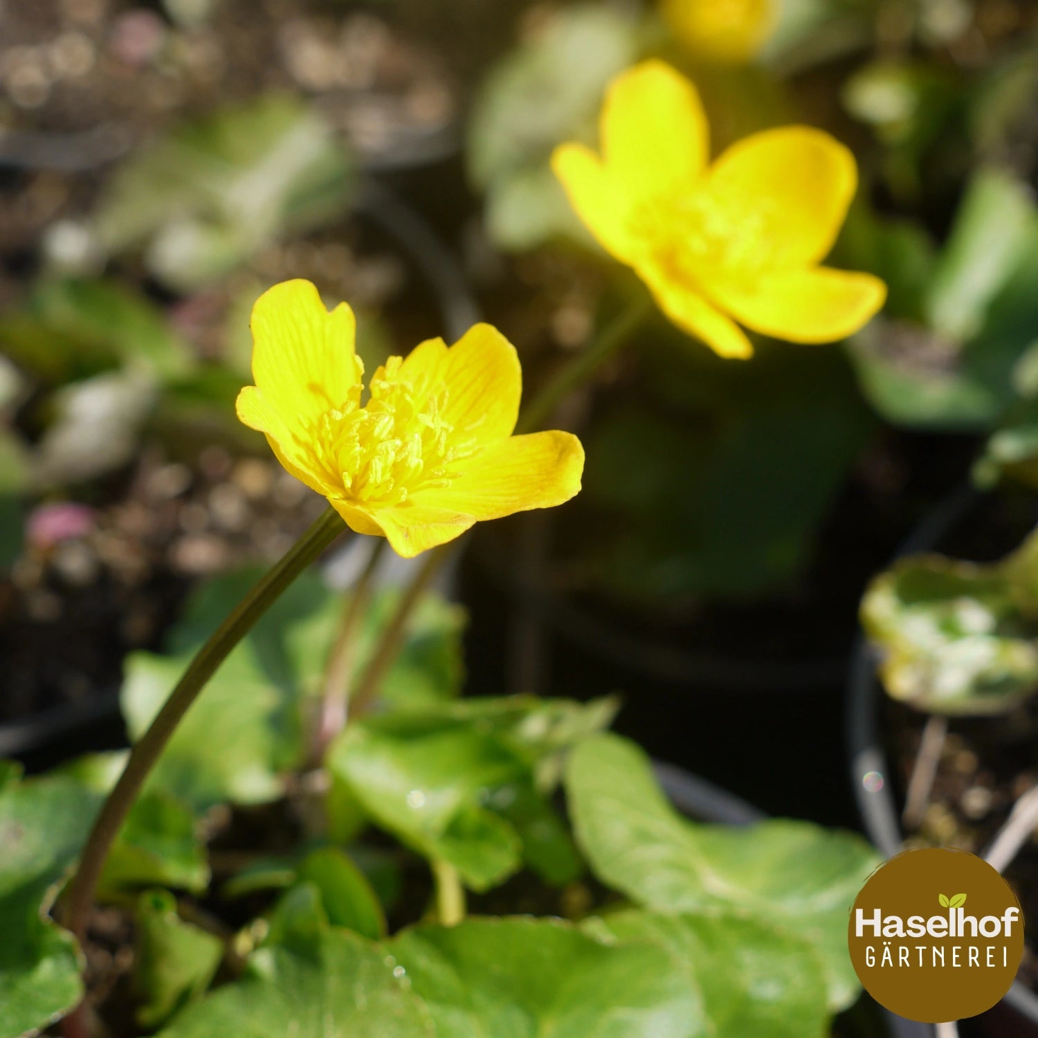 Caltha palustris