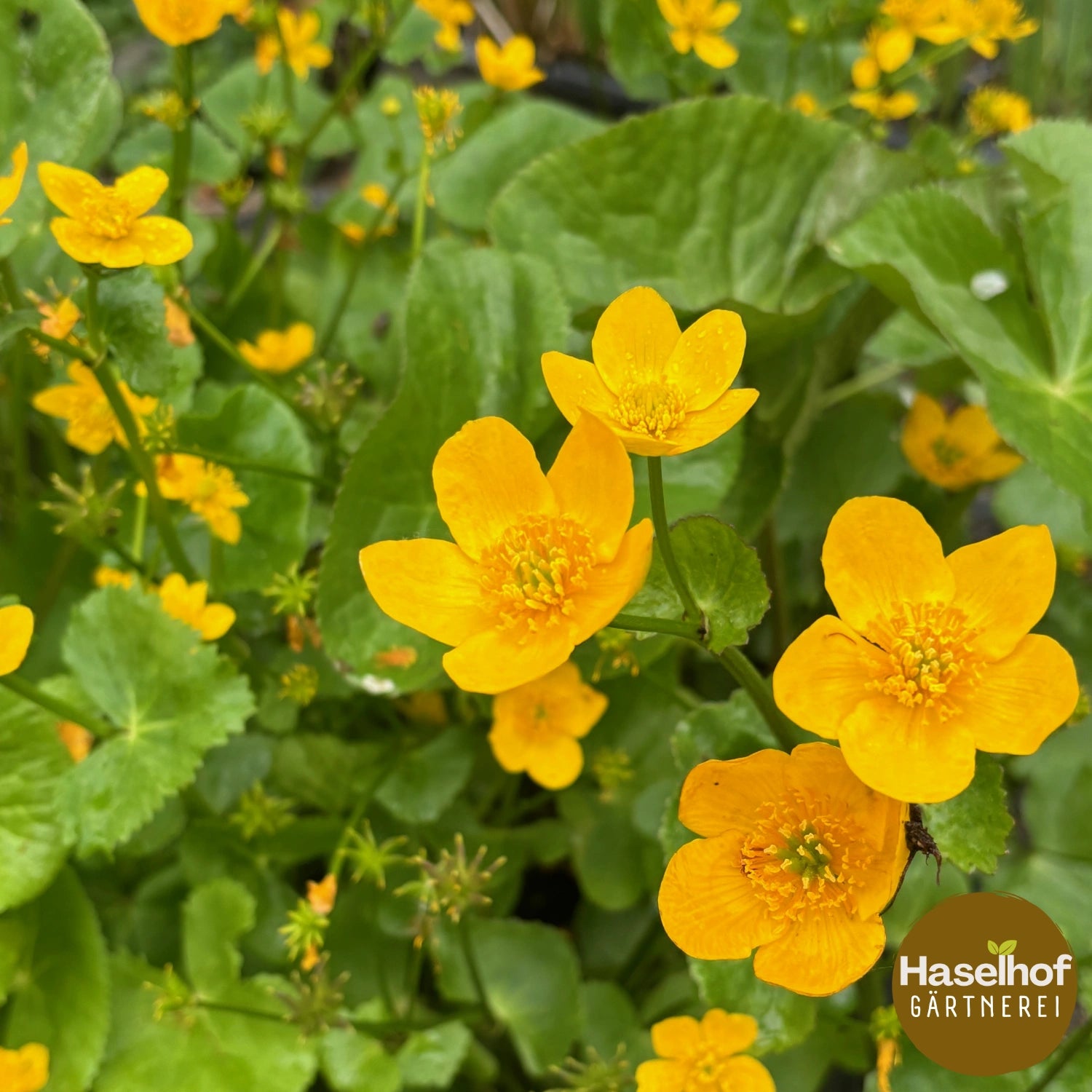 Caltha palustris