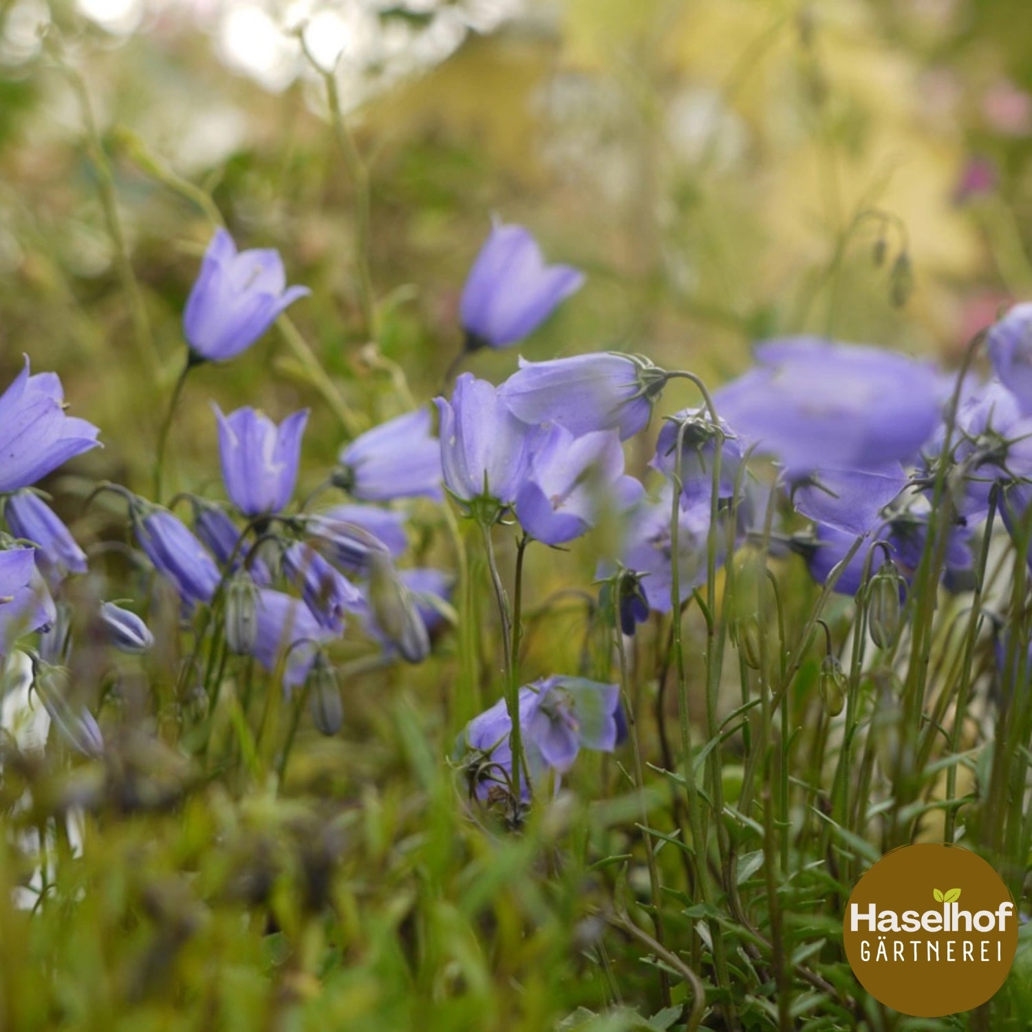 Campanula cochleariifolia