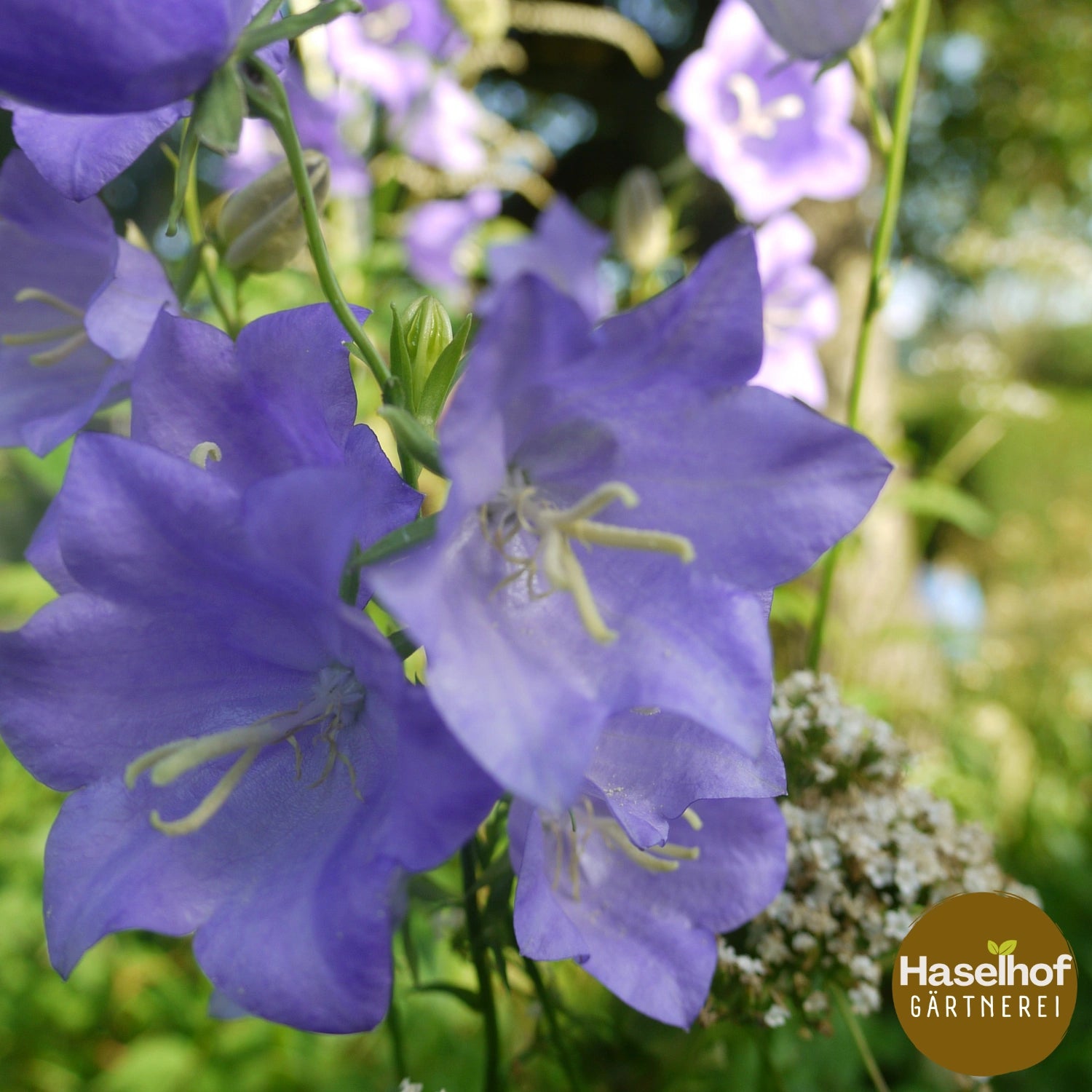 Campanula persicifolia