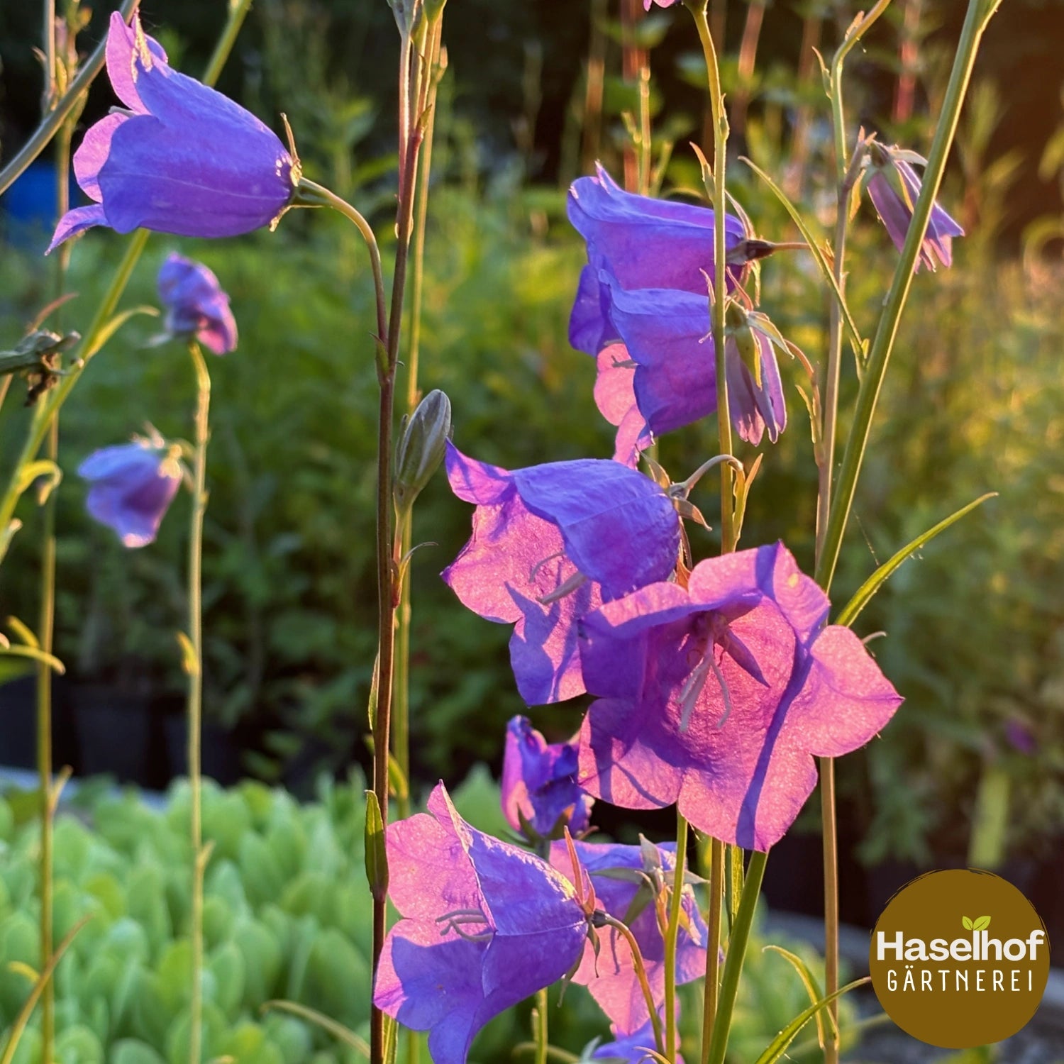 Campanula persicifolia