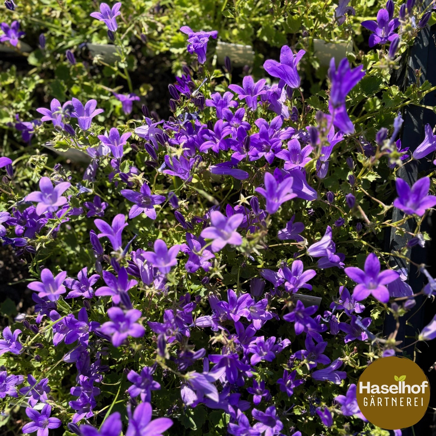 Campanule des murs 'Liselotte'