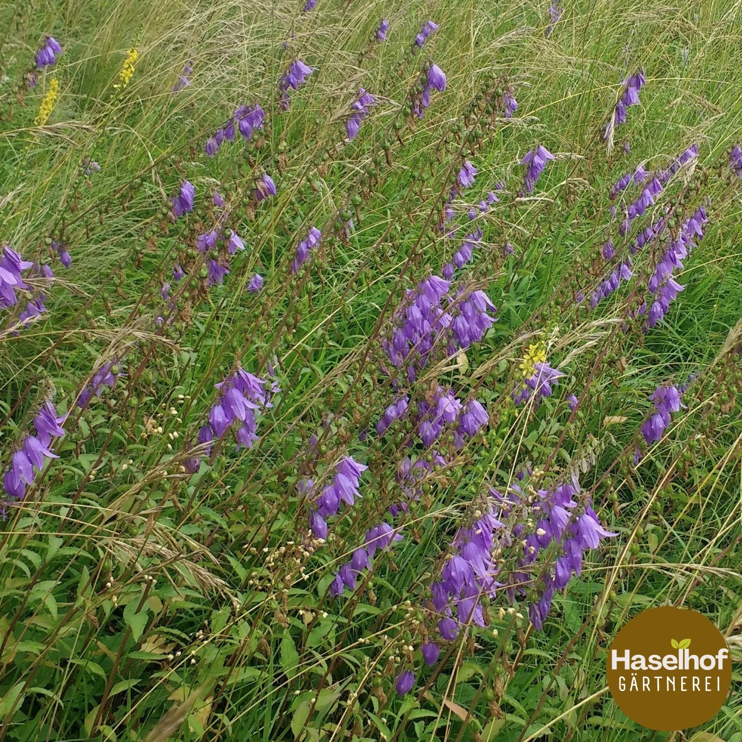 Campanule fausse raiponce