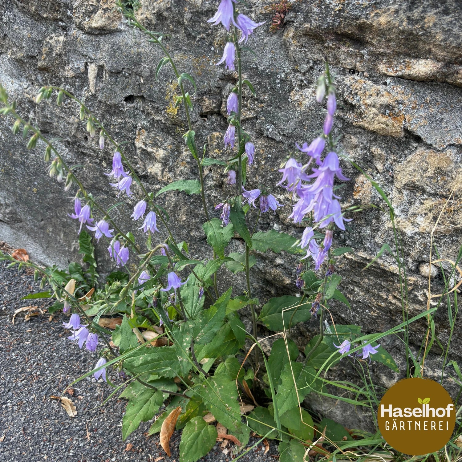 Campanule fausse raiponce