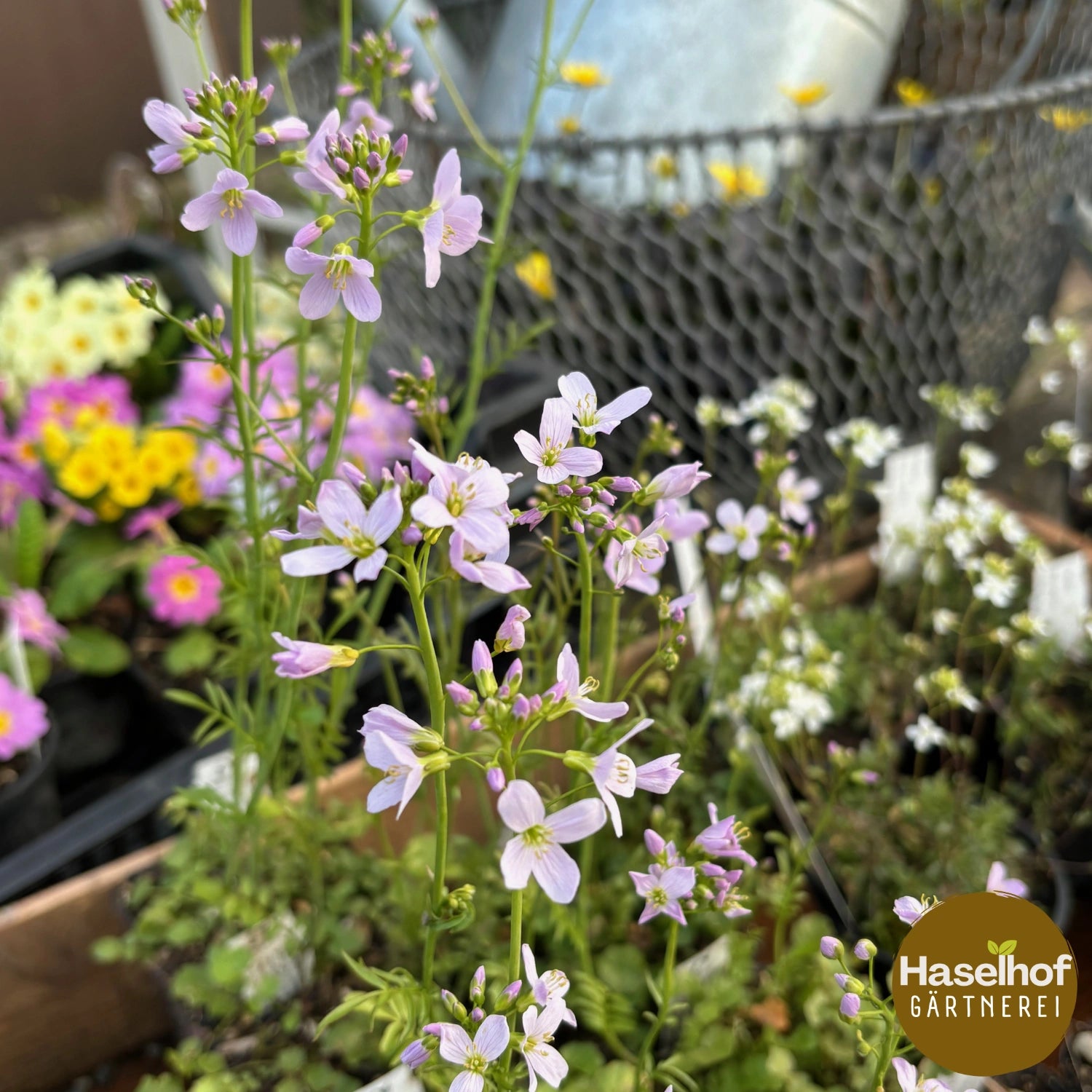 Cardamine des prés