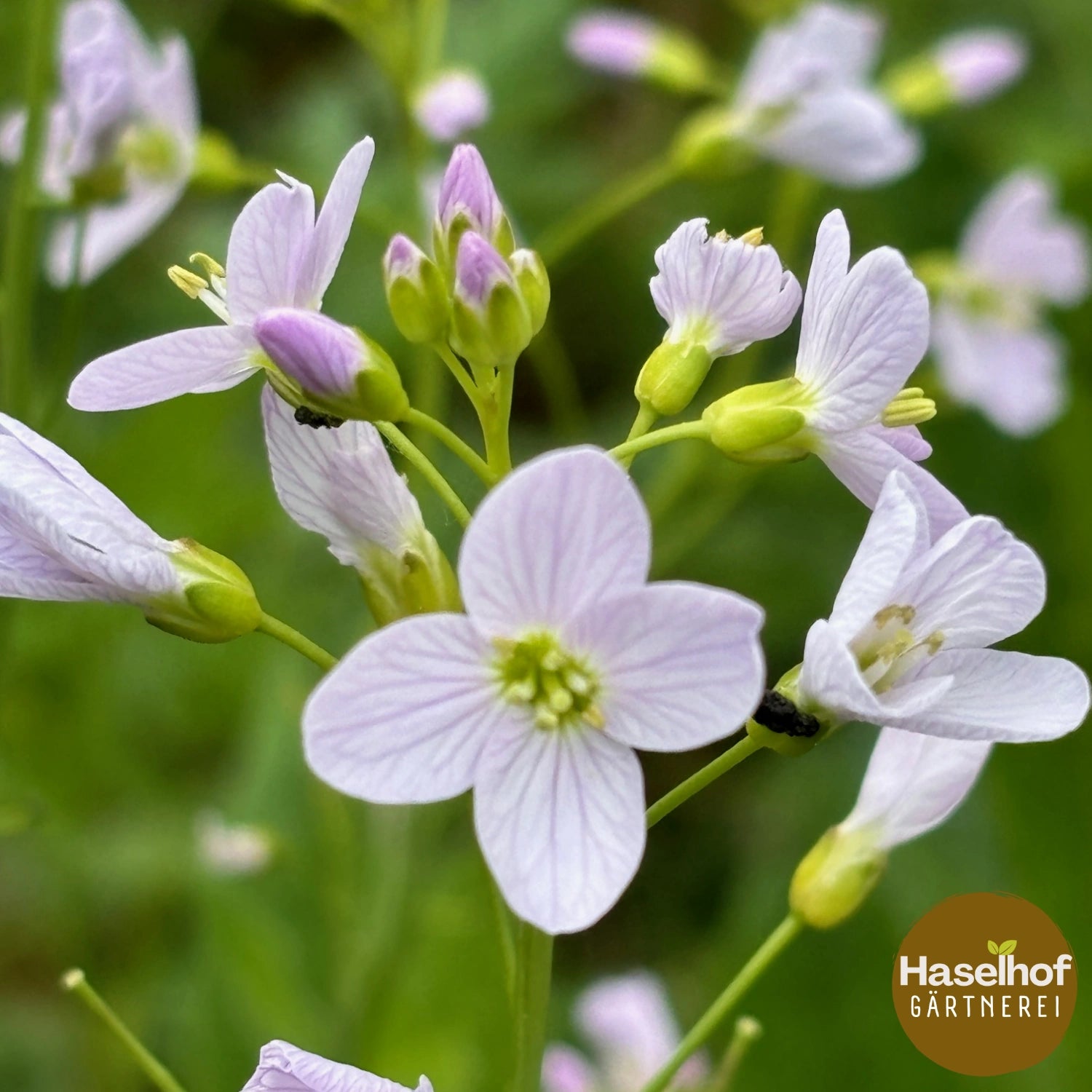 Cardamine des prés