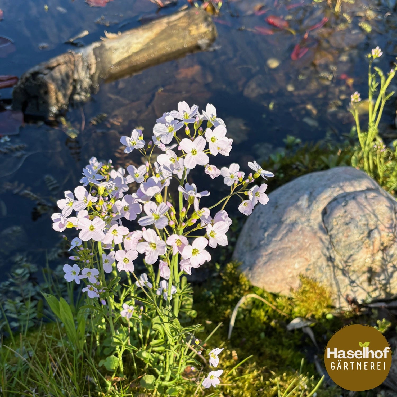 Cardamine des prés