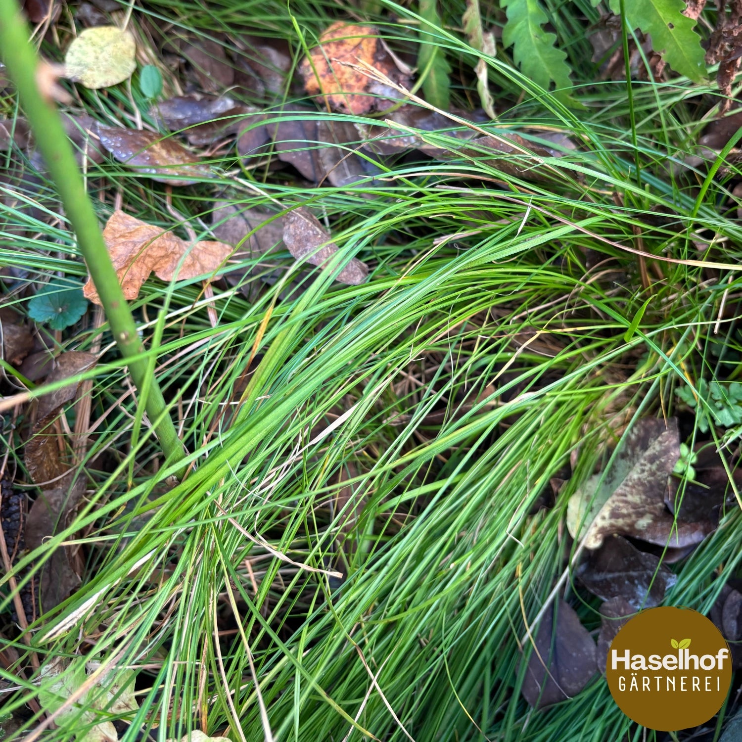 Carex blanc