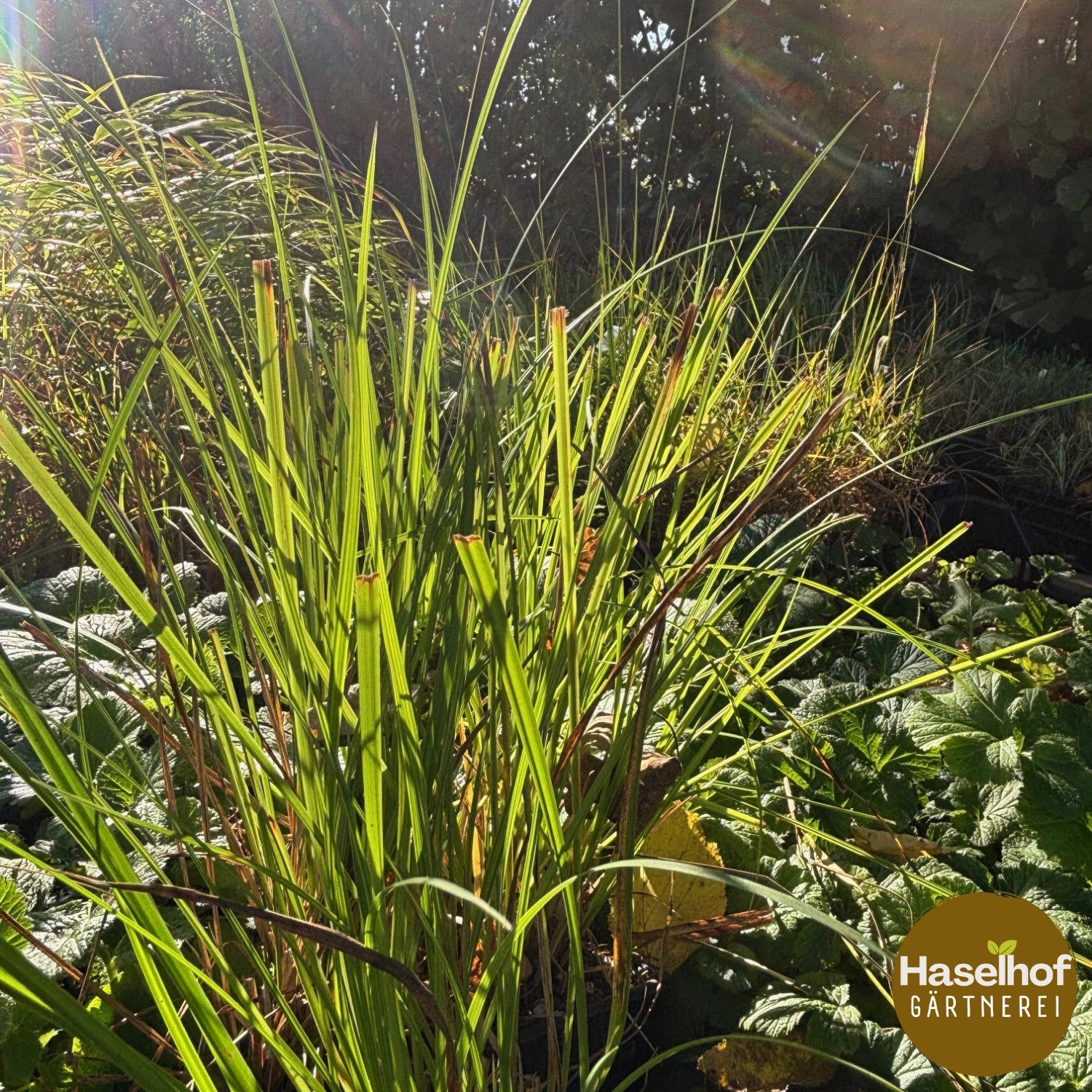Carex élevée