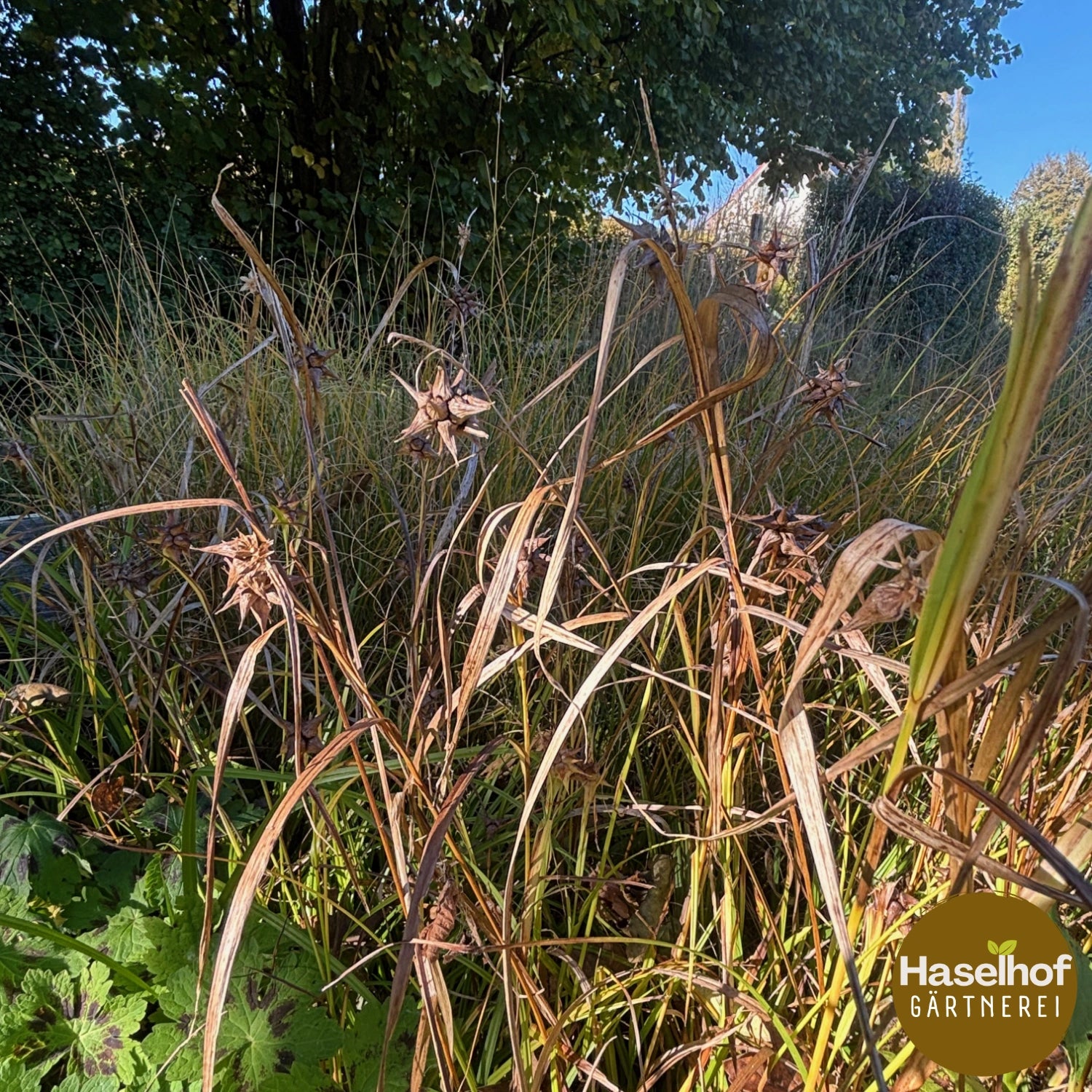 Carex grayi