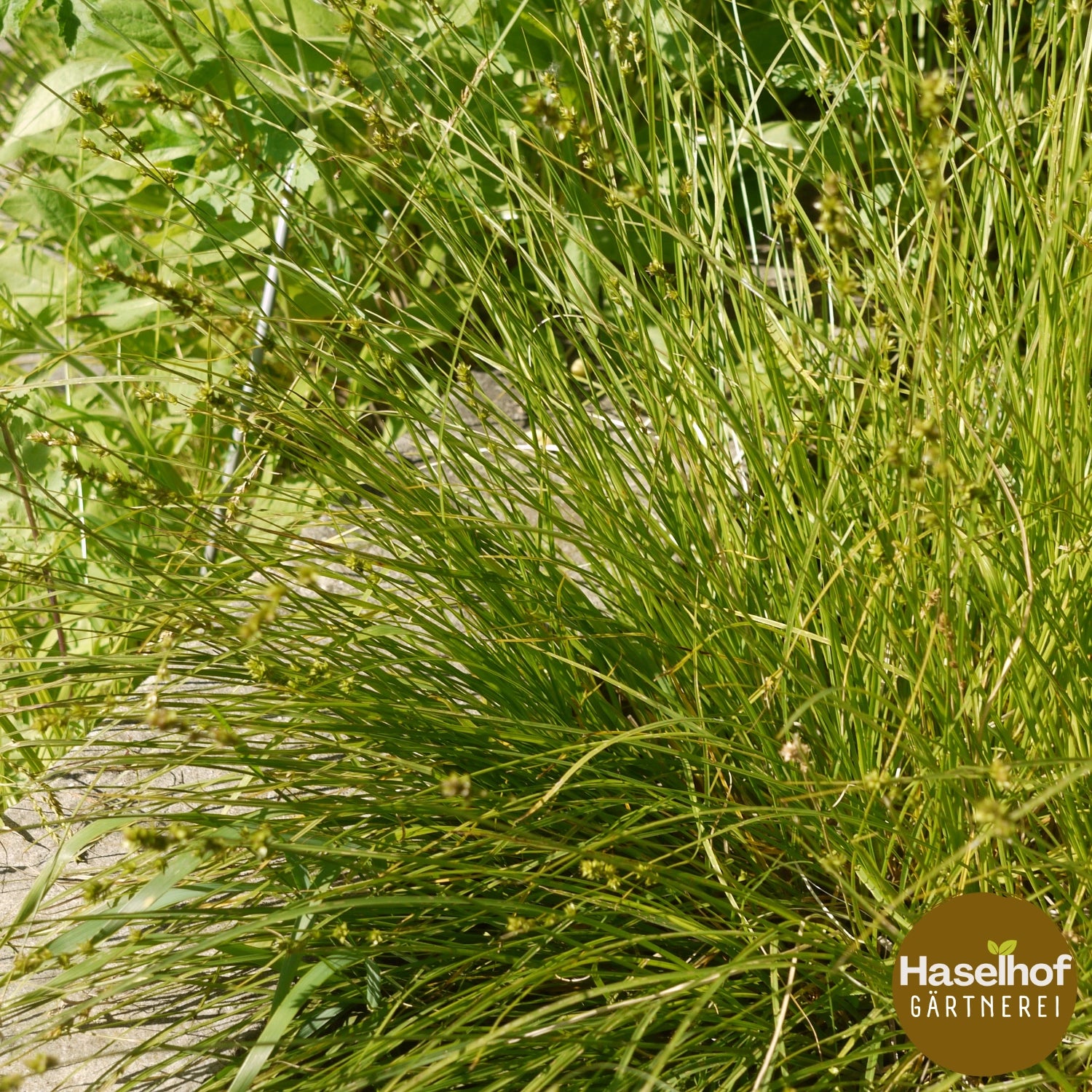Carex muricata