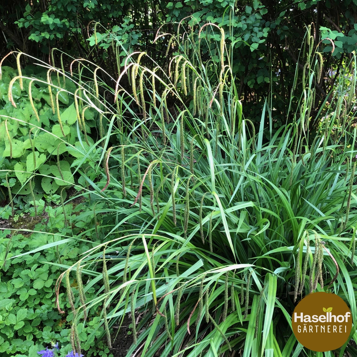 Carex pendula