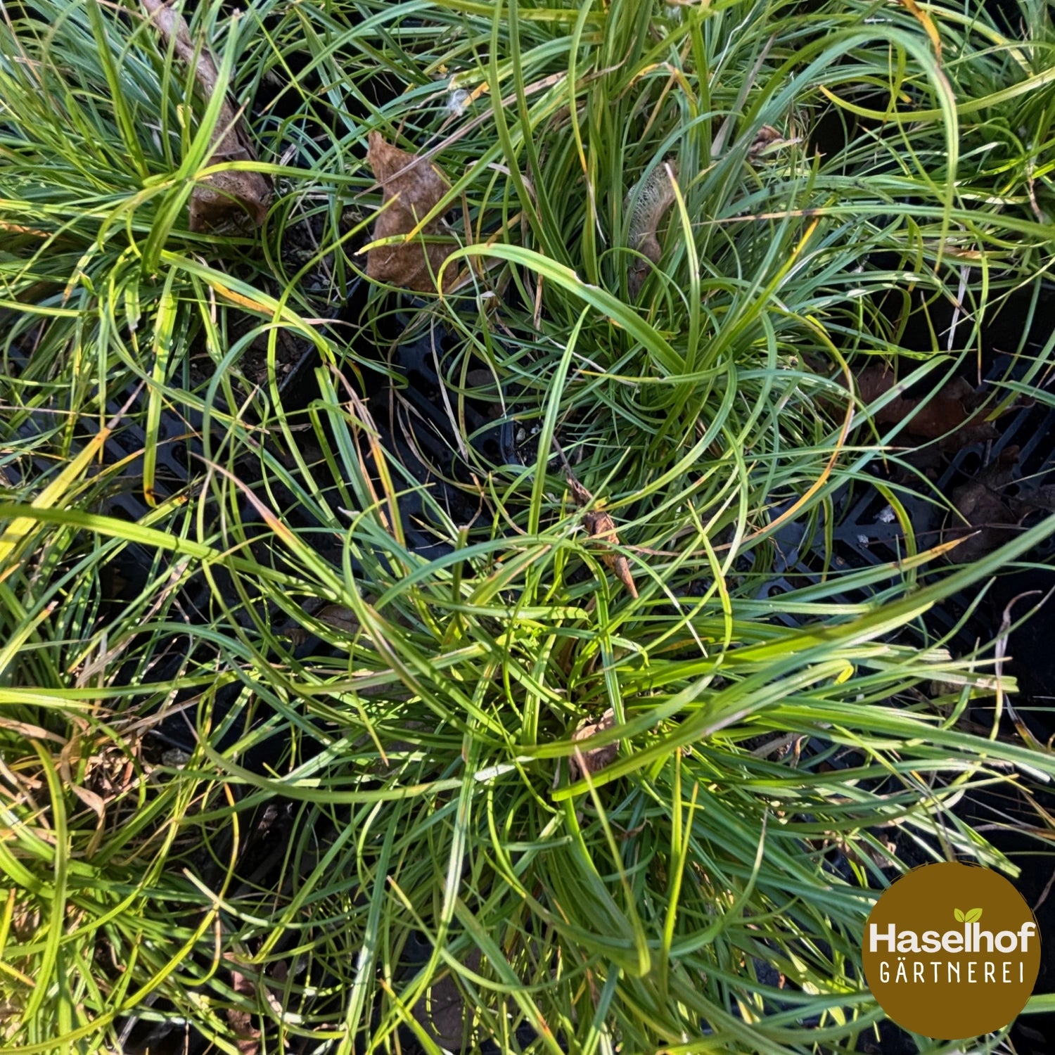 Carex umbrosa
