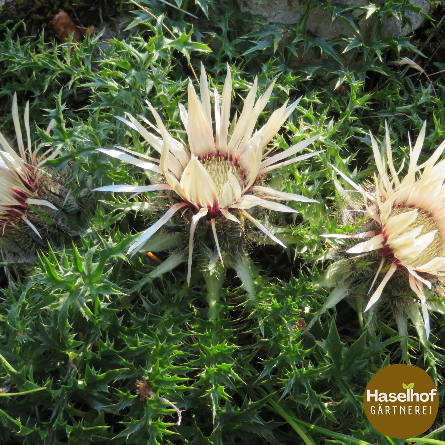 Carlina acaulis