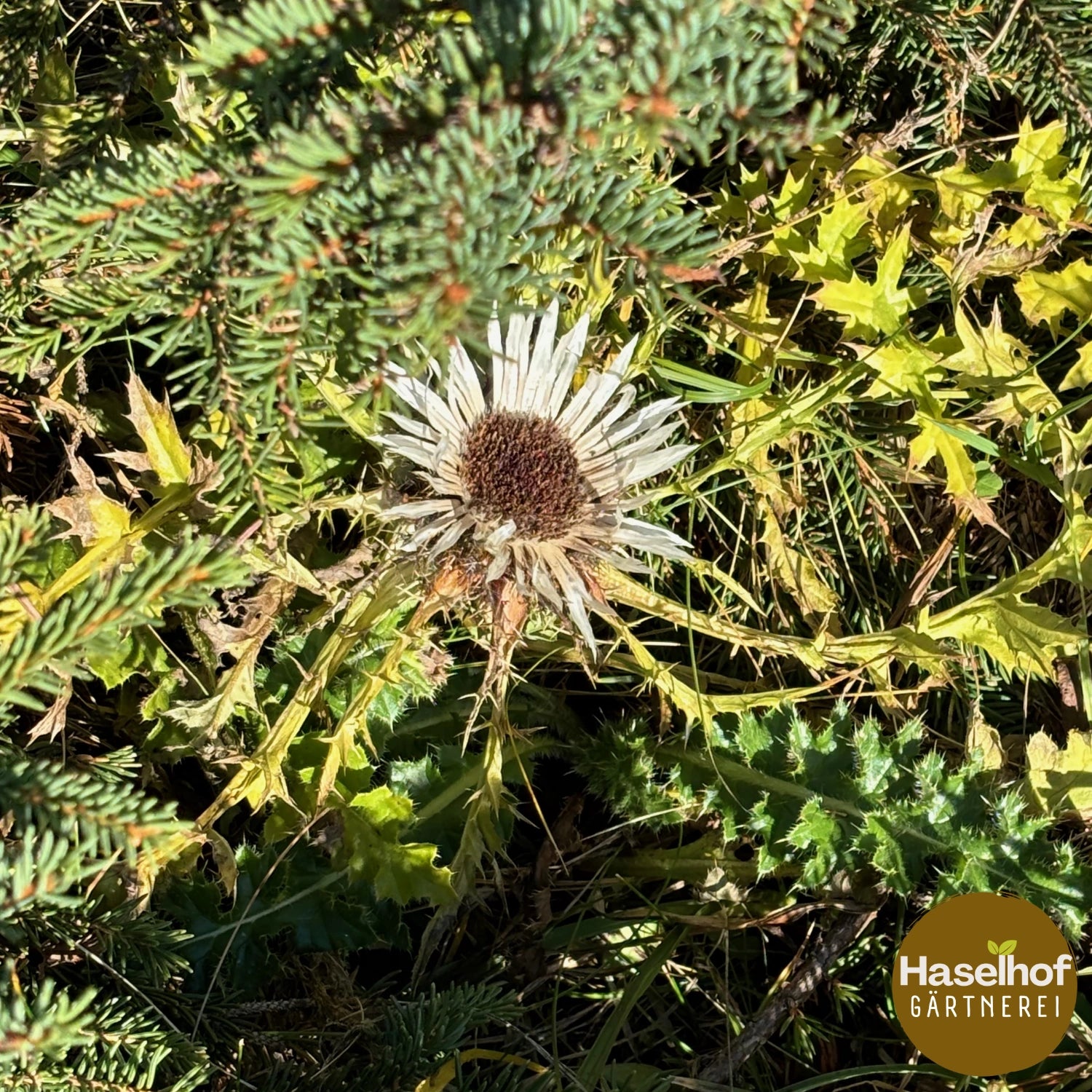 Carlina acaulis