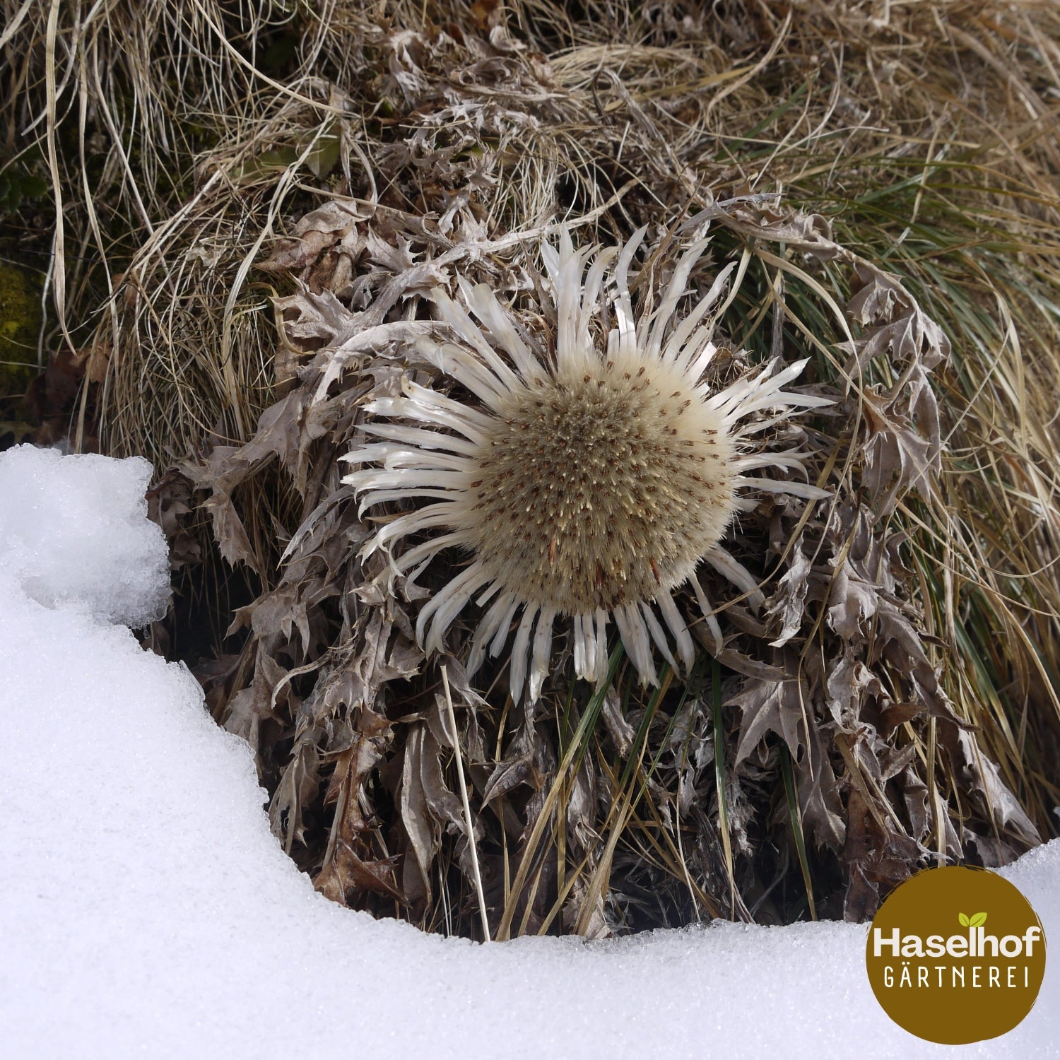 Carlina acaulis