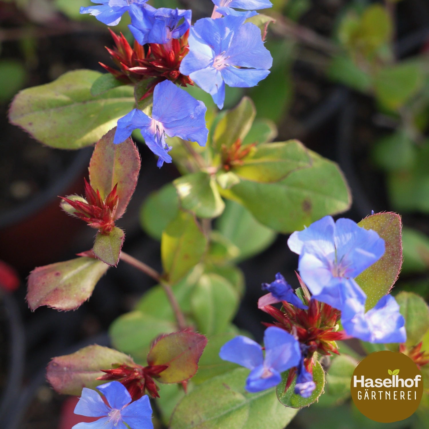Plumbago rampant