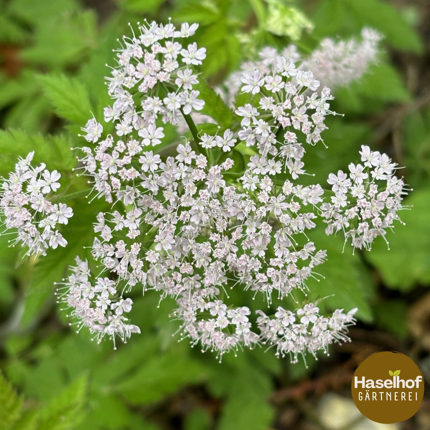 Chaerophyllum hirsutum