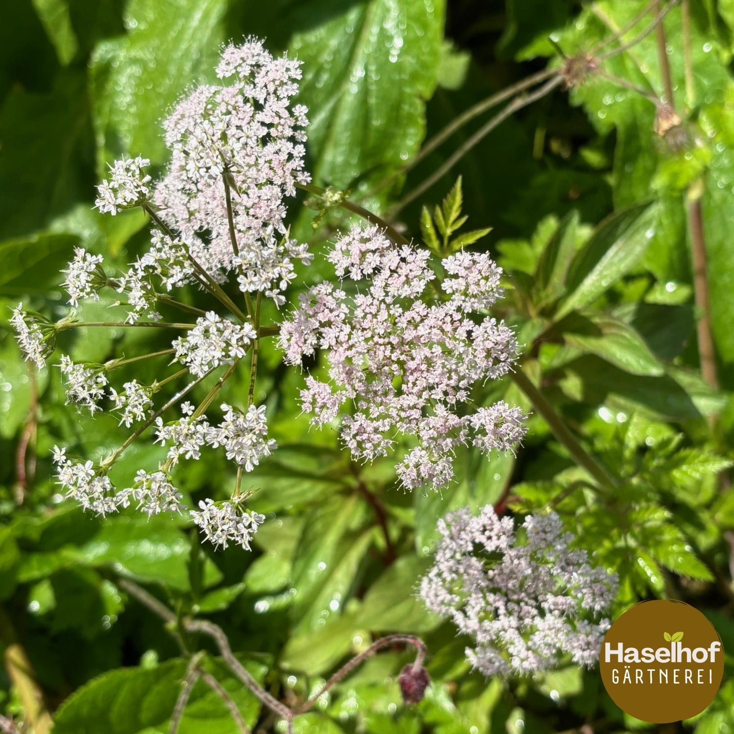 Chaerophyllum hirsutum
