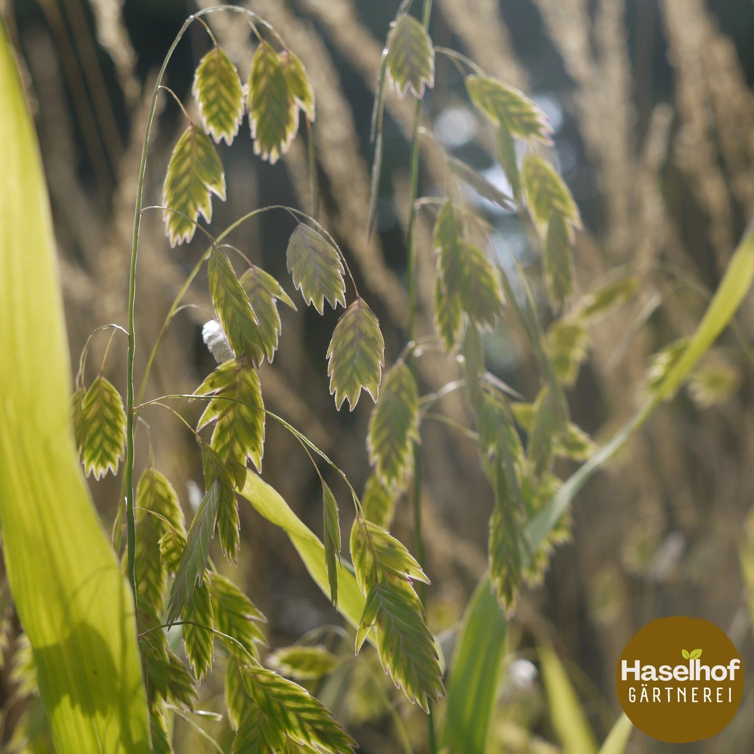 Chasmanthium latifolium (Uniola)