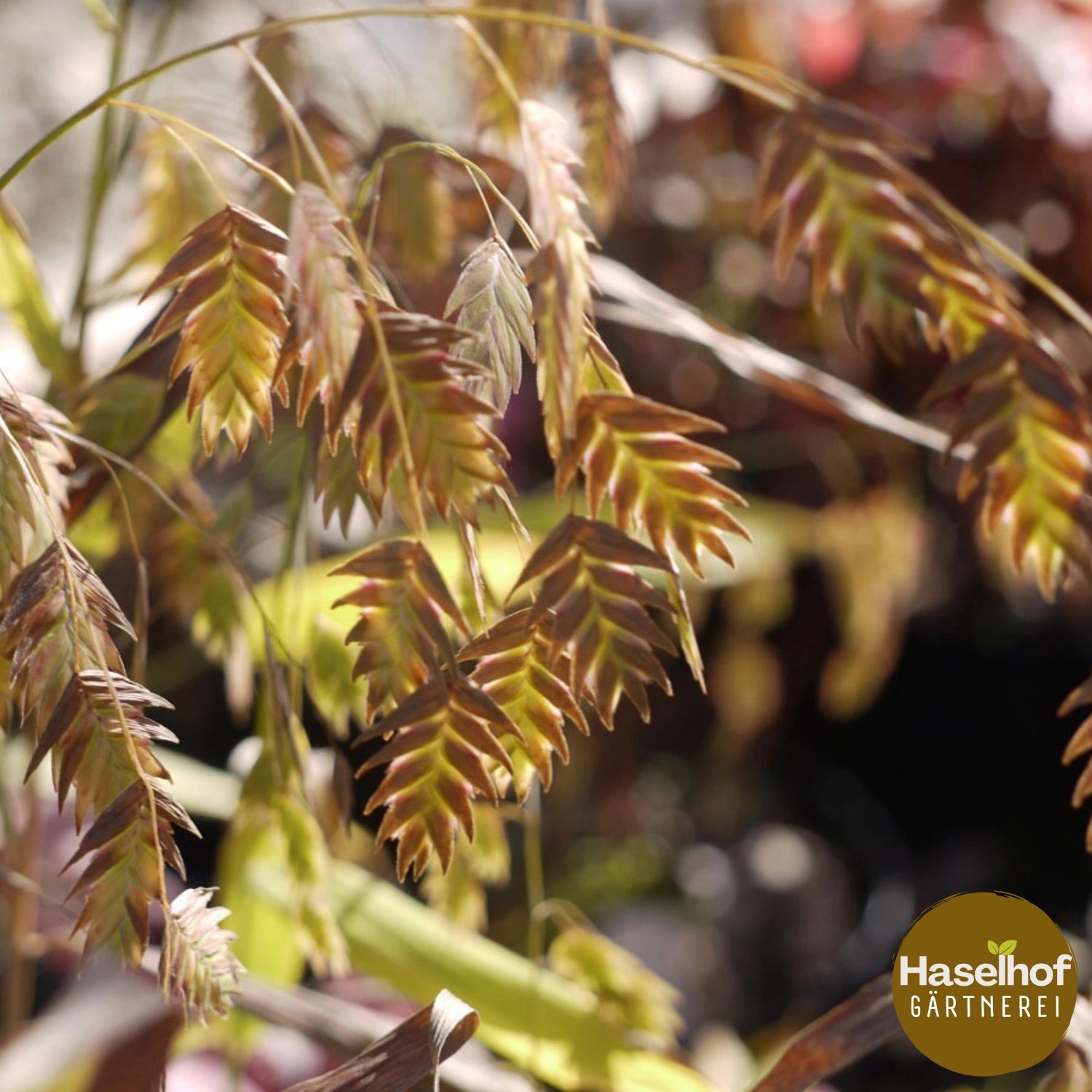 Chasmanthium latifolium (Uniola)