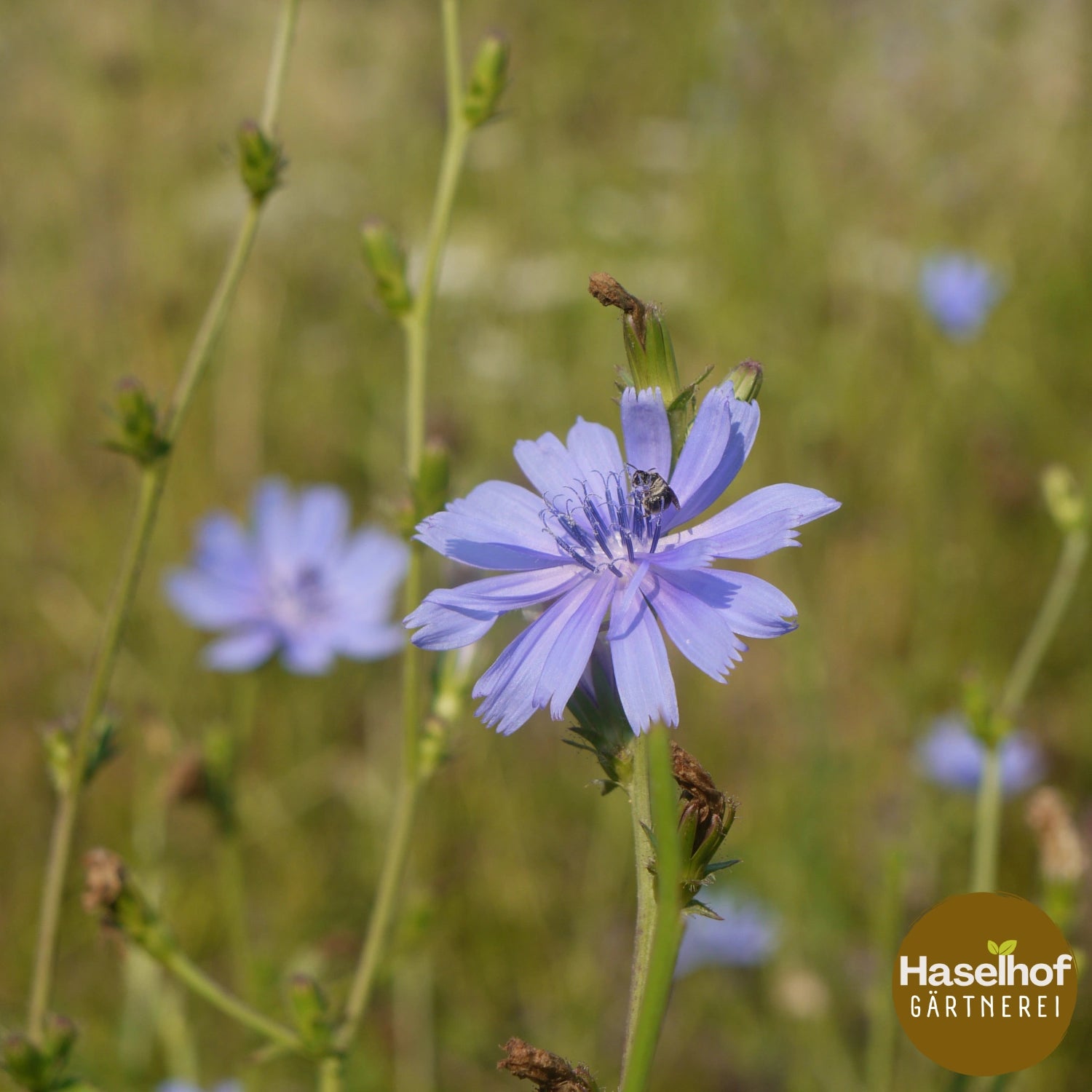 Cichorium intybus