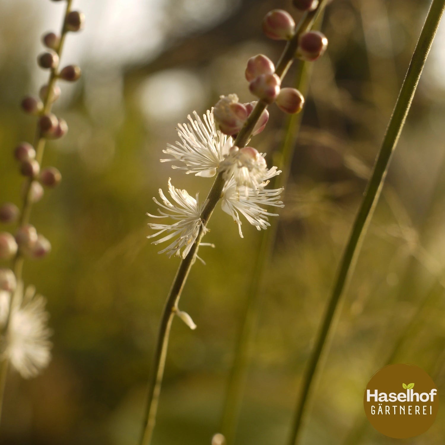 Cimicifuga racemosa var. cordifolia (Actaea)