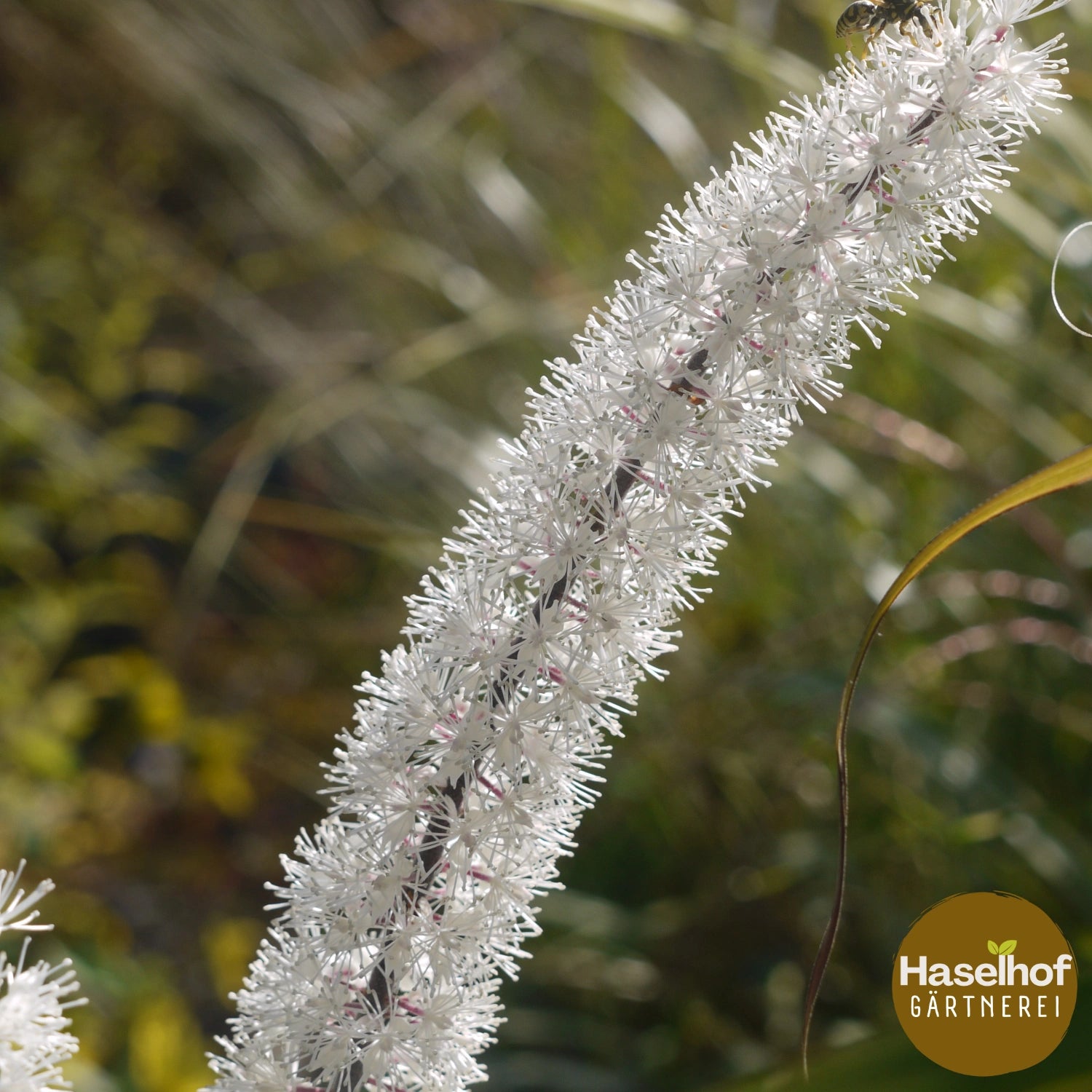 Cimicifuga ramosa `Brunette` (Actaea)