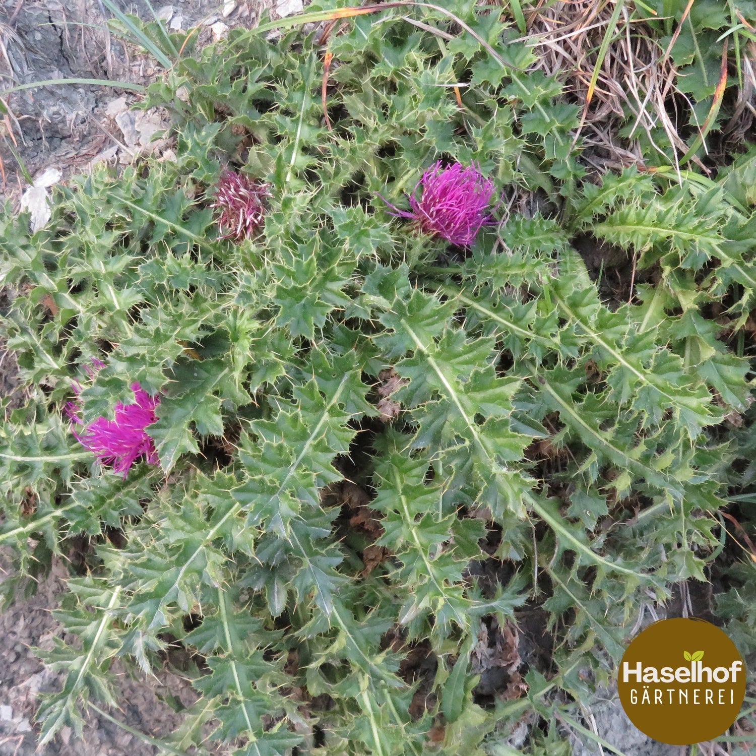 Cirsium acaule