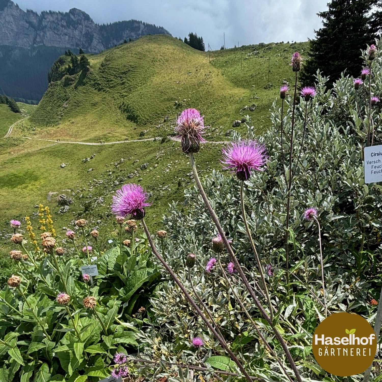 Cirsium helenioides