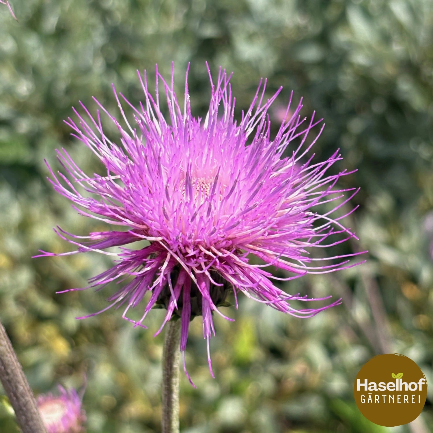 Cirsium helenioides