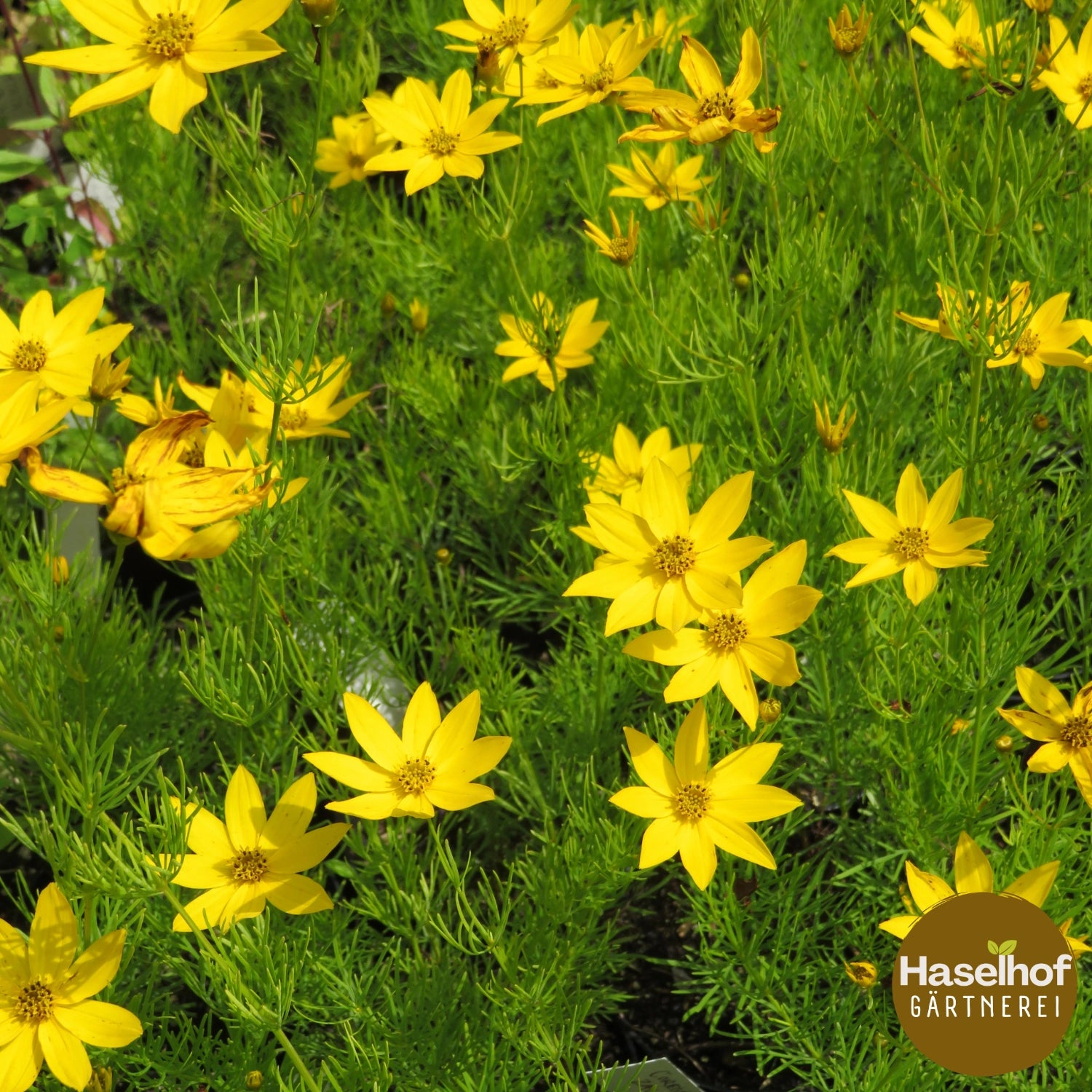 Coreopsis verticillata 'Grandiflora'