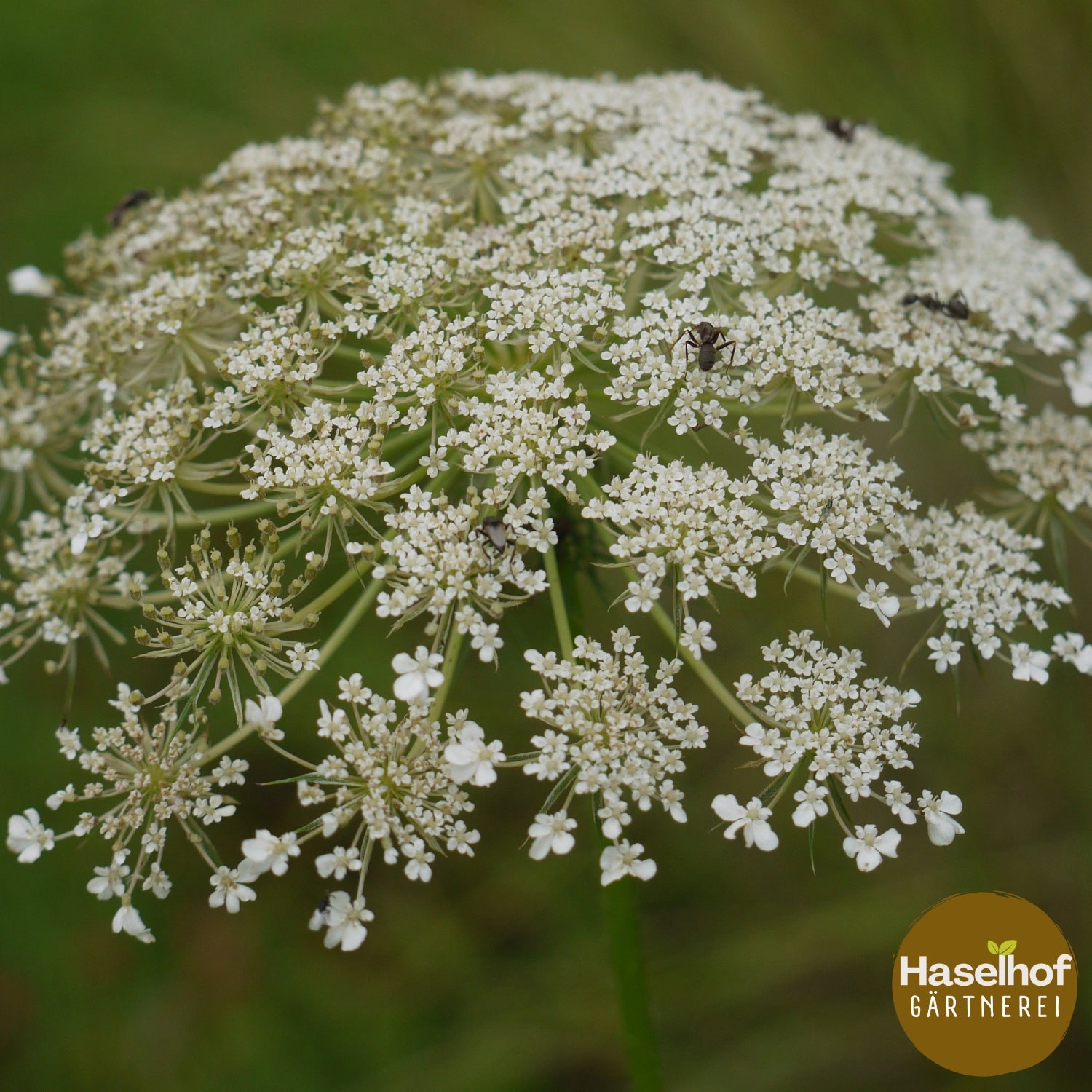 Daucus carota