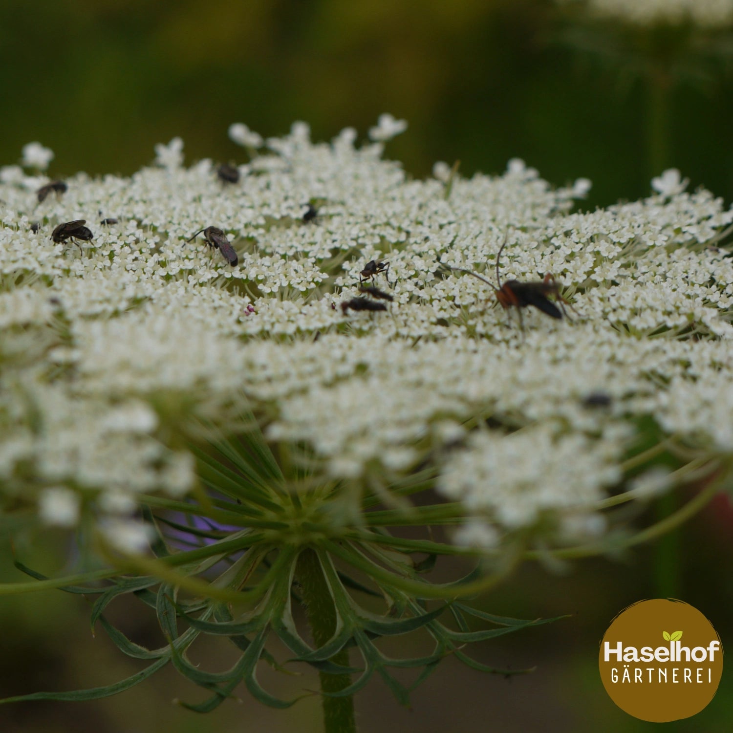 Daucus carota