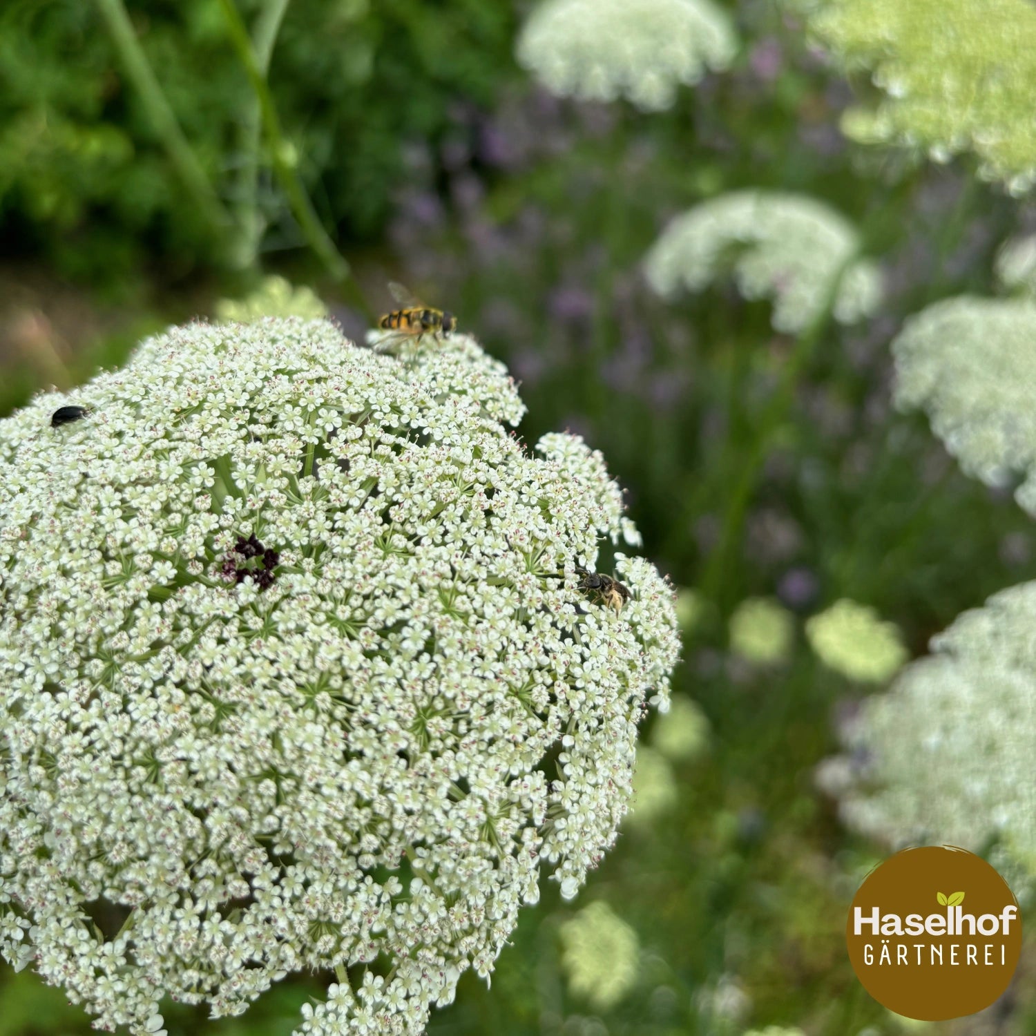 Daucus carota