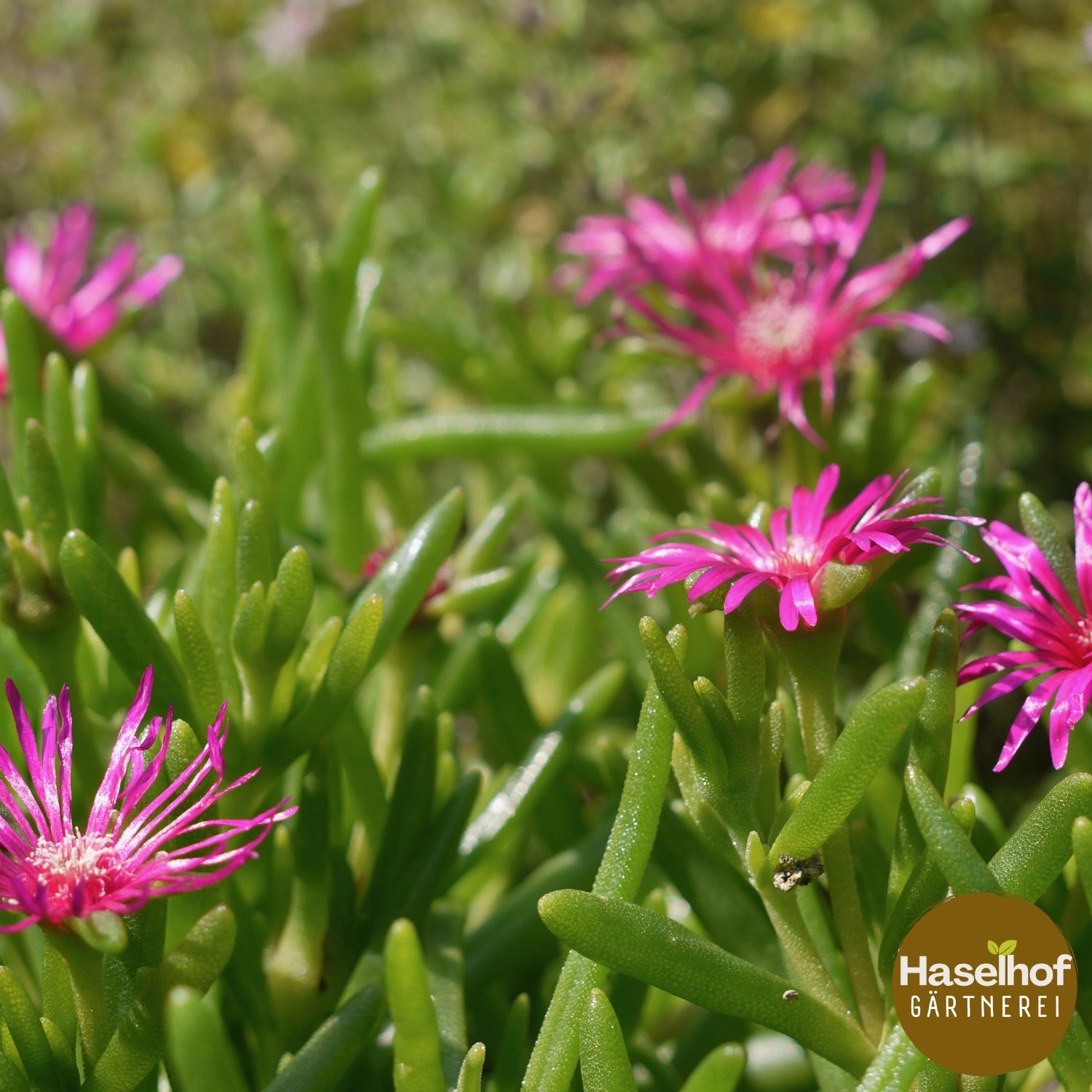 Delosperma cooperi