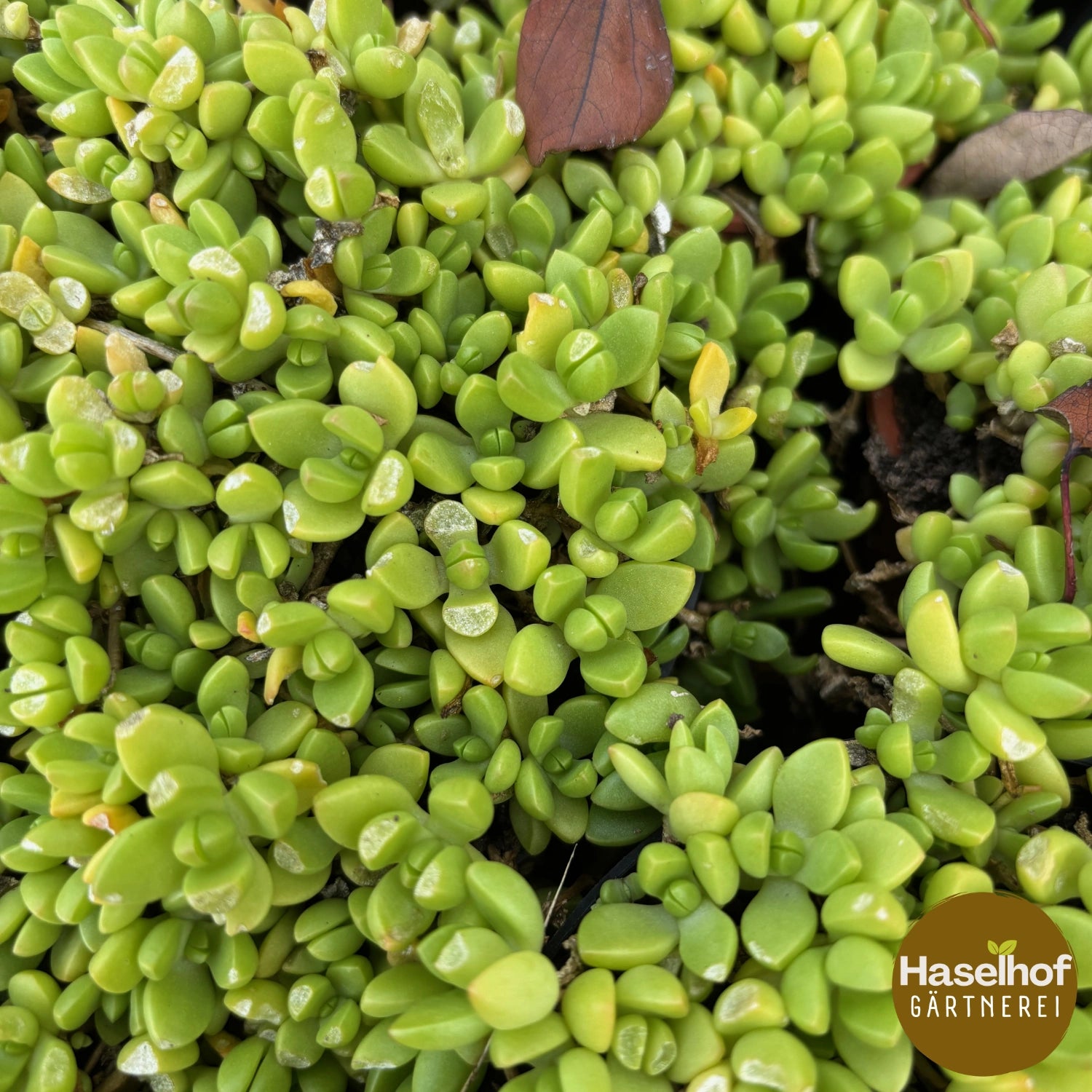 Delosperma nubigenum