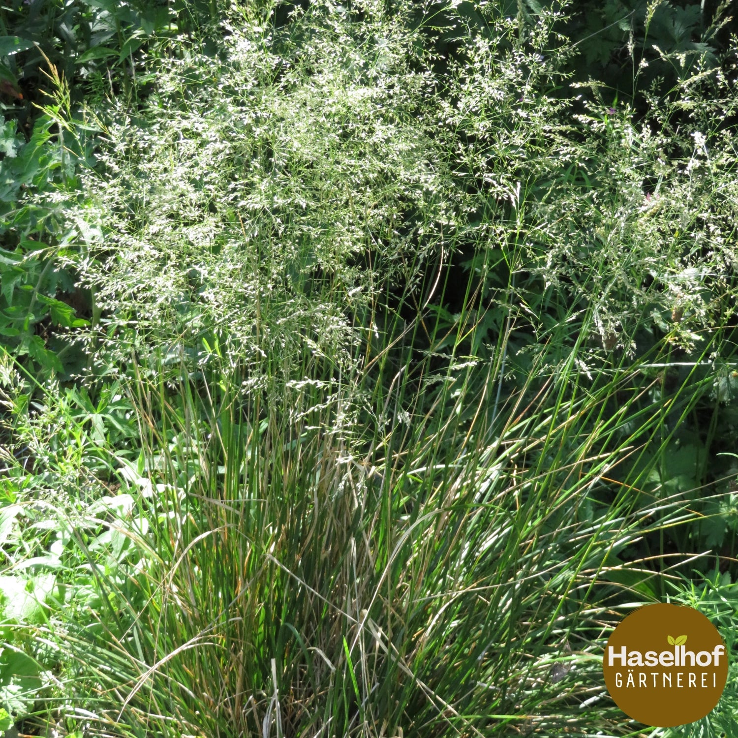 Deschampsia cespitosa