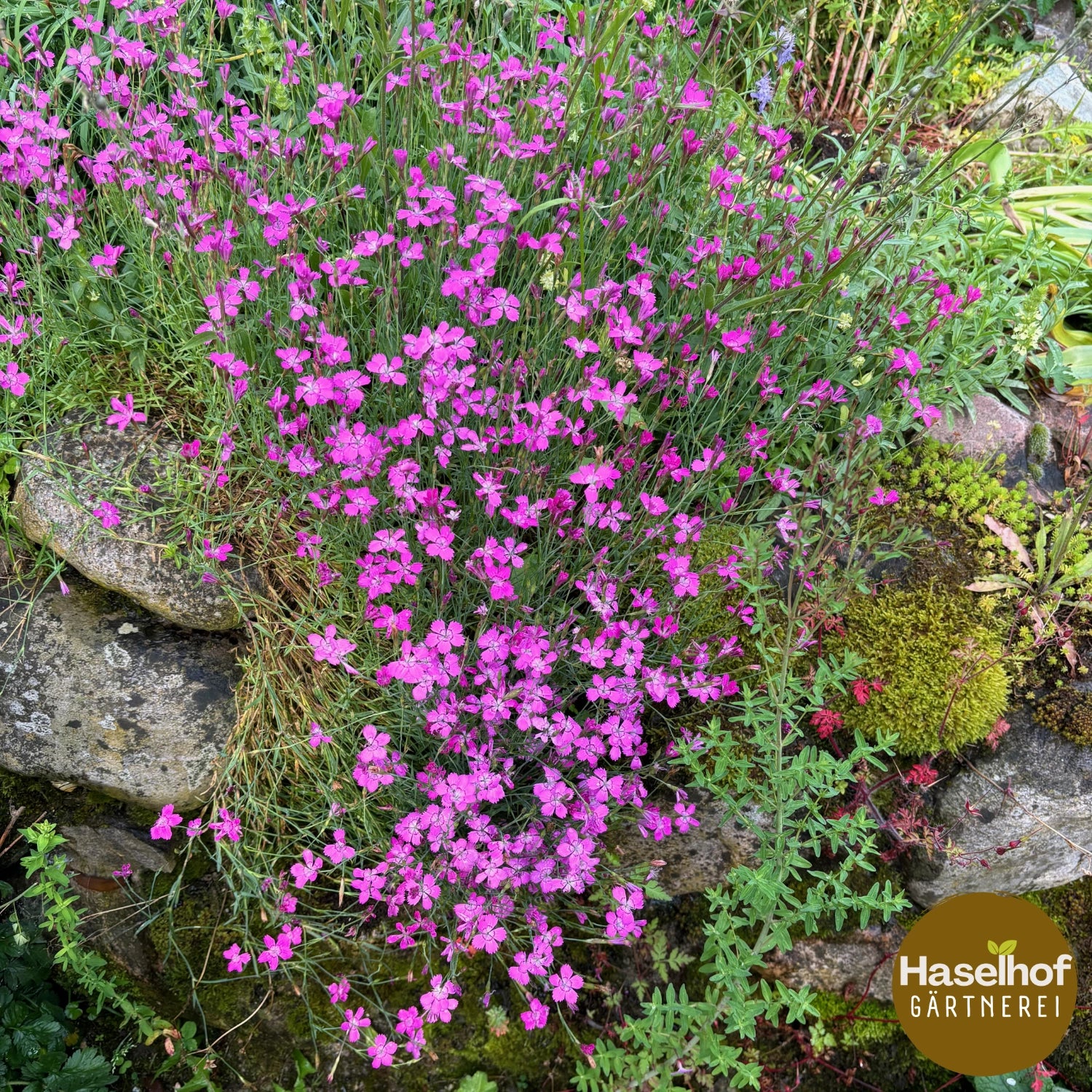 Dianthus deltoides