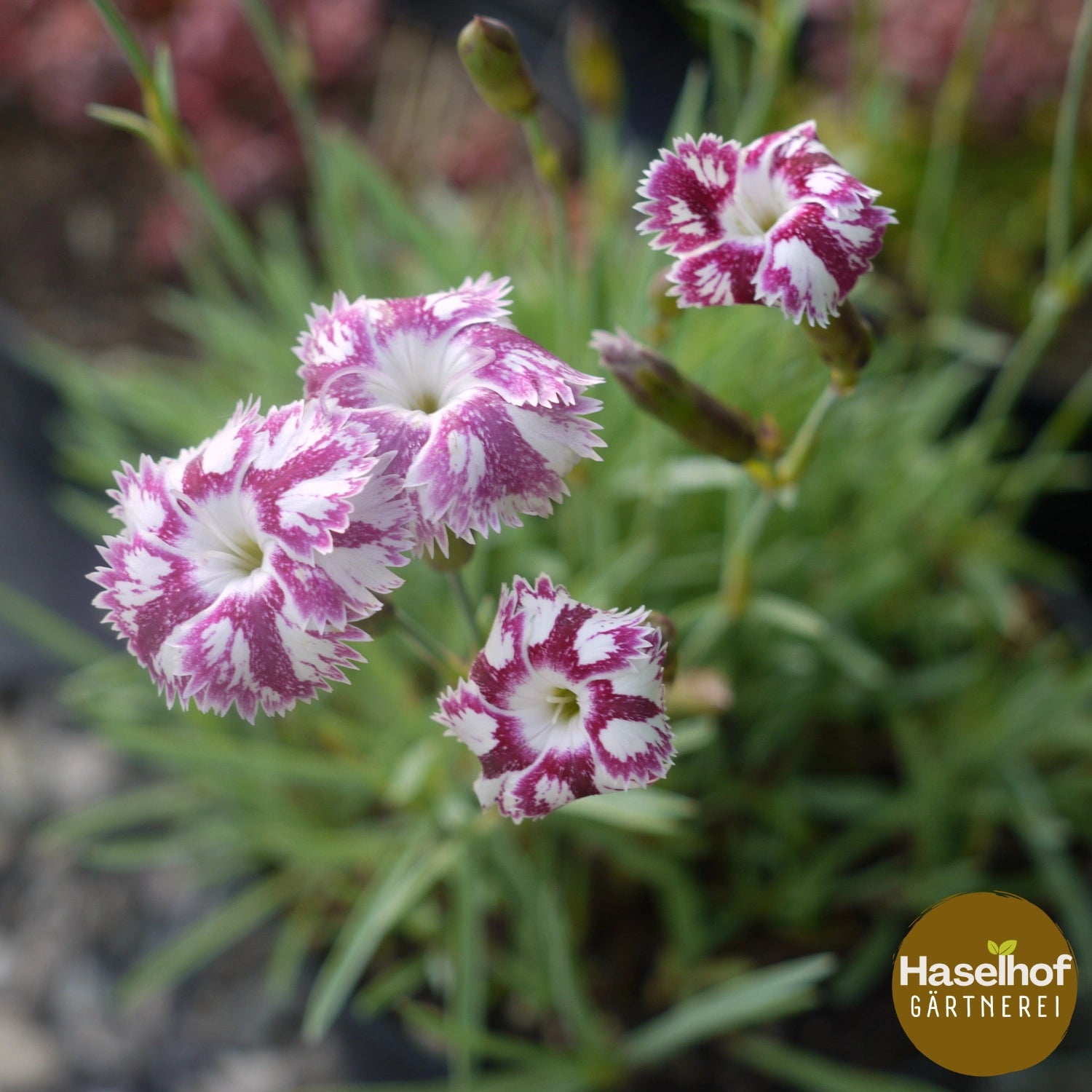 Dianthus × lumnitzeri 'Tatra Fragrance'