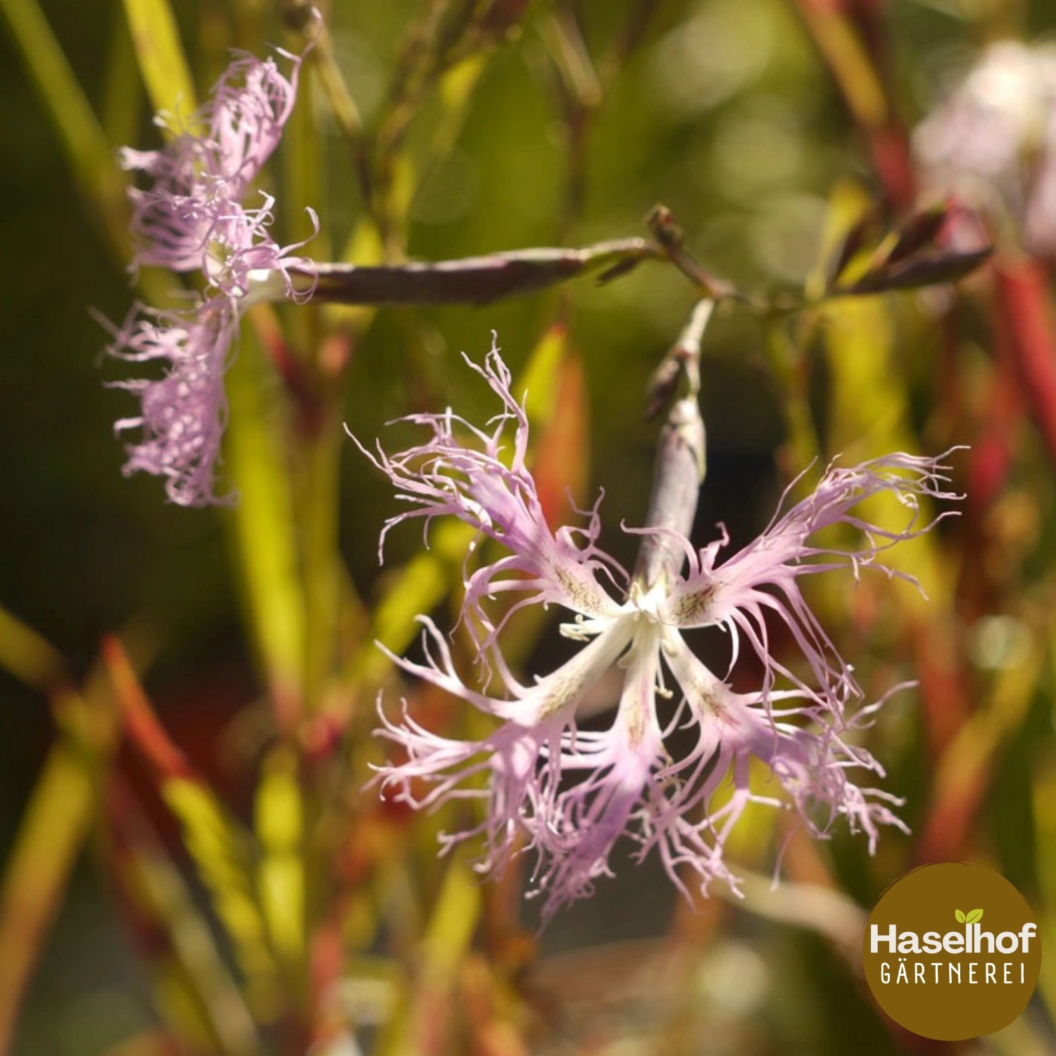 Dianthus superbus