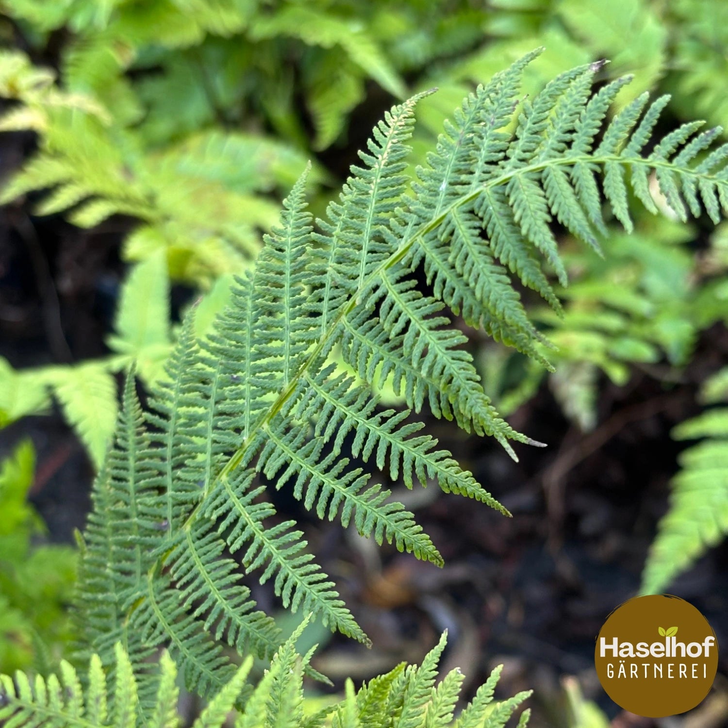 Dryopteris dilatata