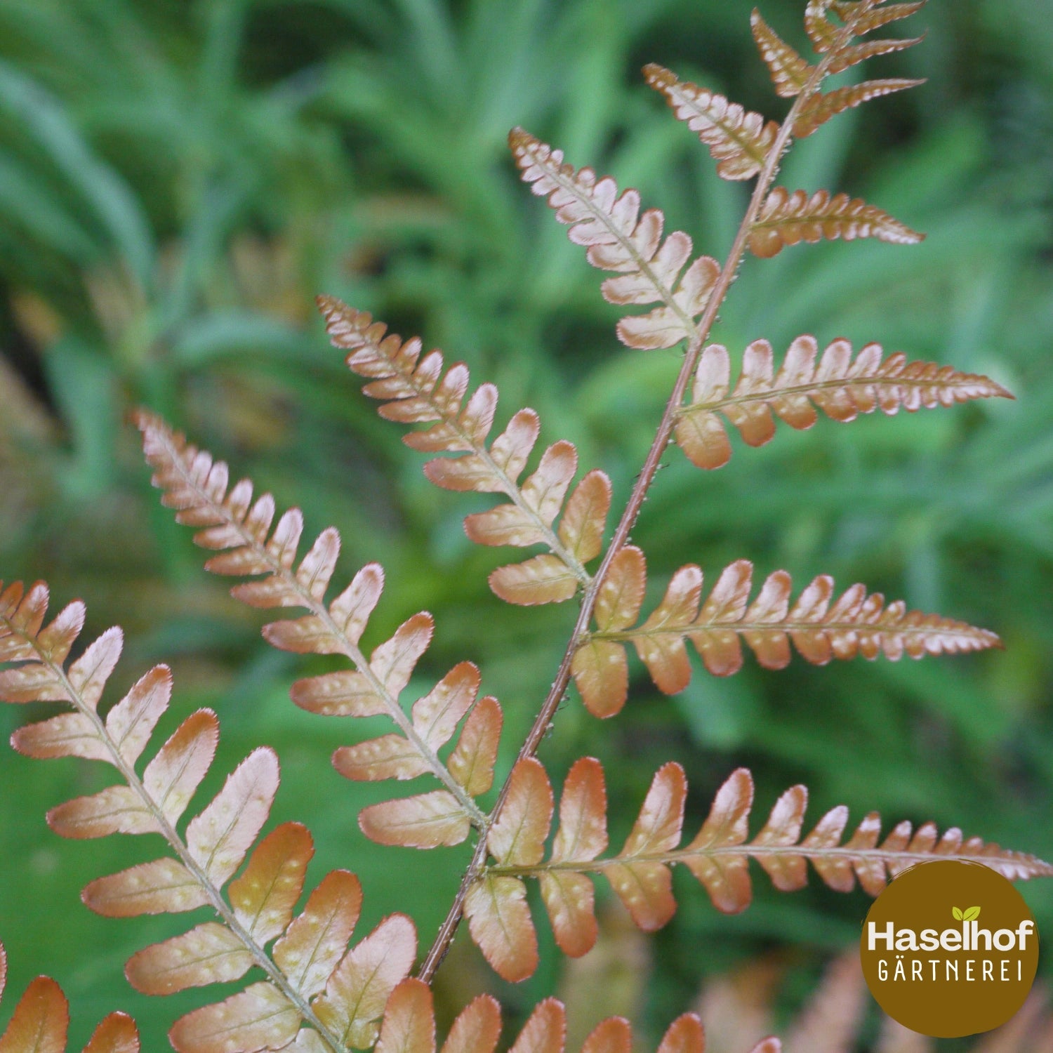 Dryopteris erythrosora