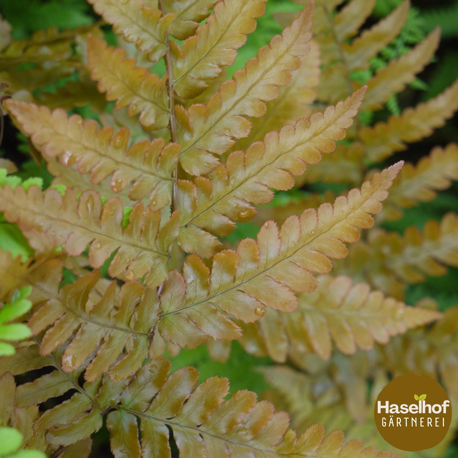 Dryopteris erythrosora