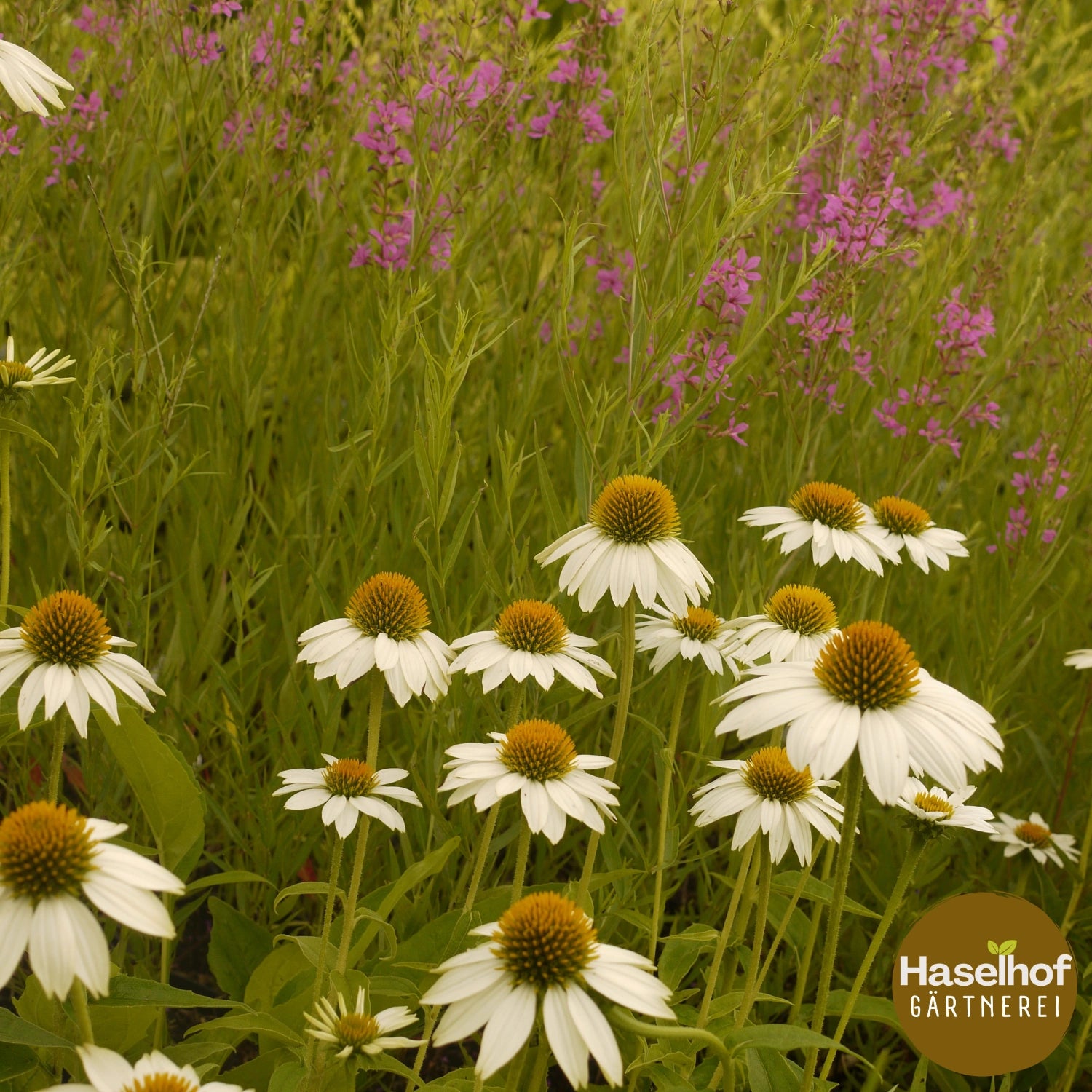 Echinacea purpurea 'Alba'