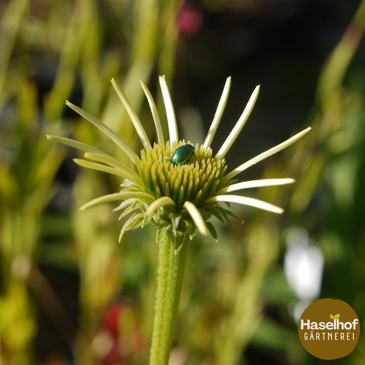 Echinacea purpurea 'Alba'