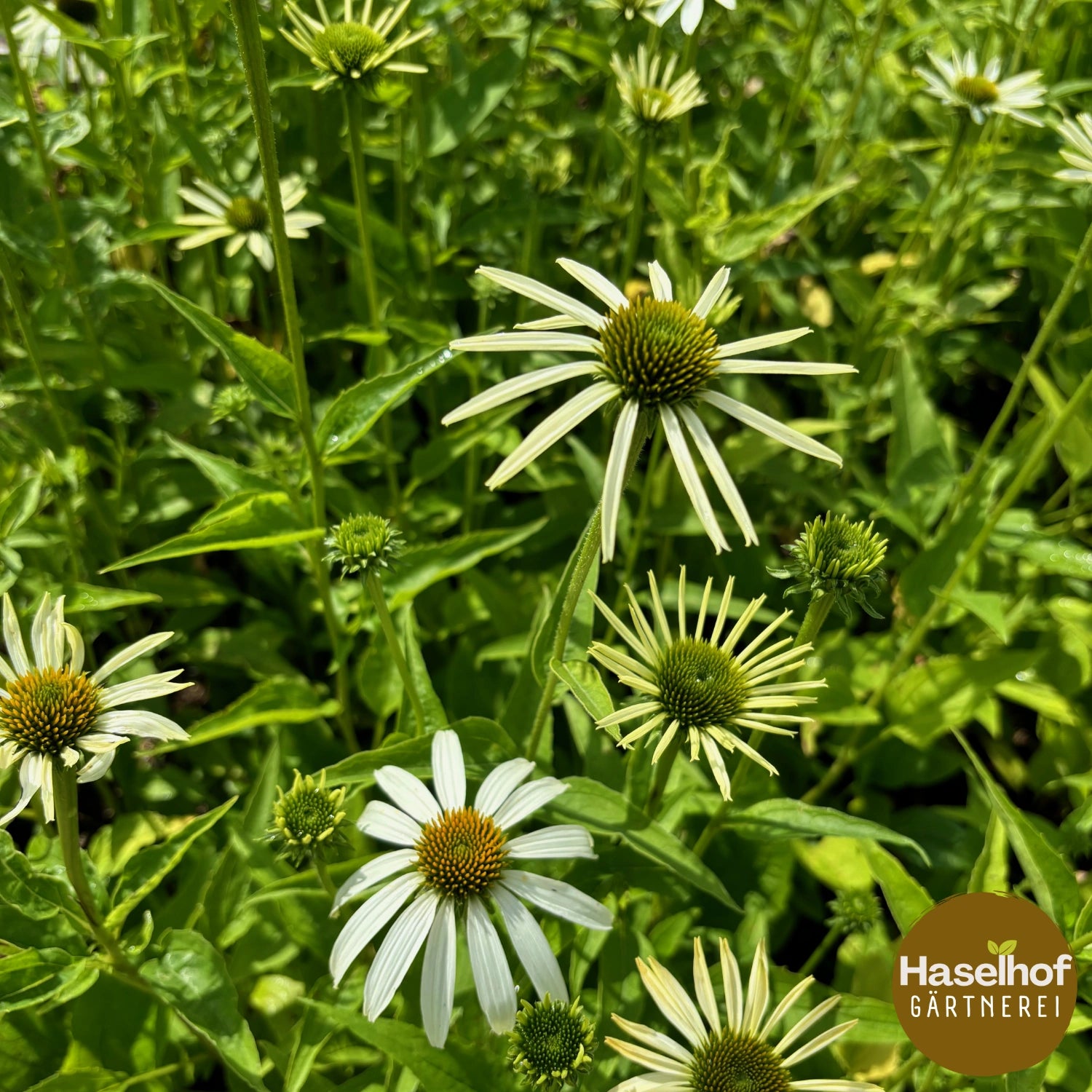 Echinacea purpurea 'Alba'
