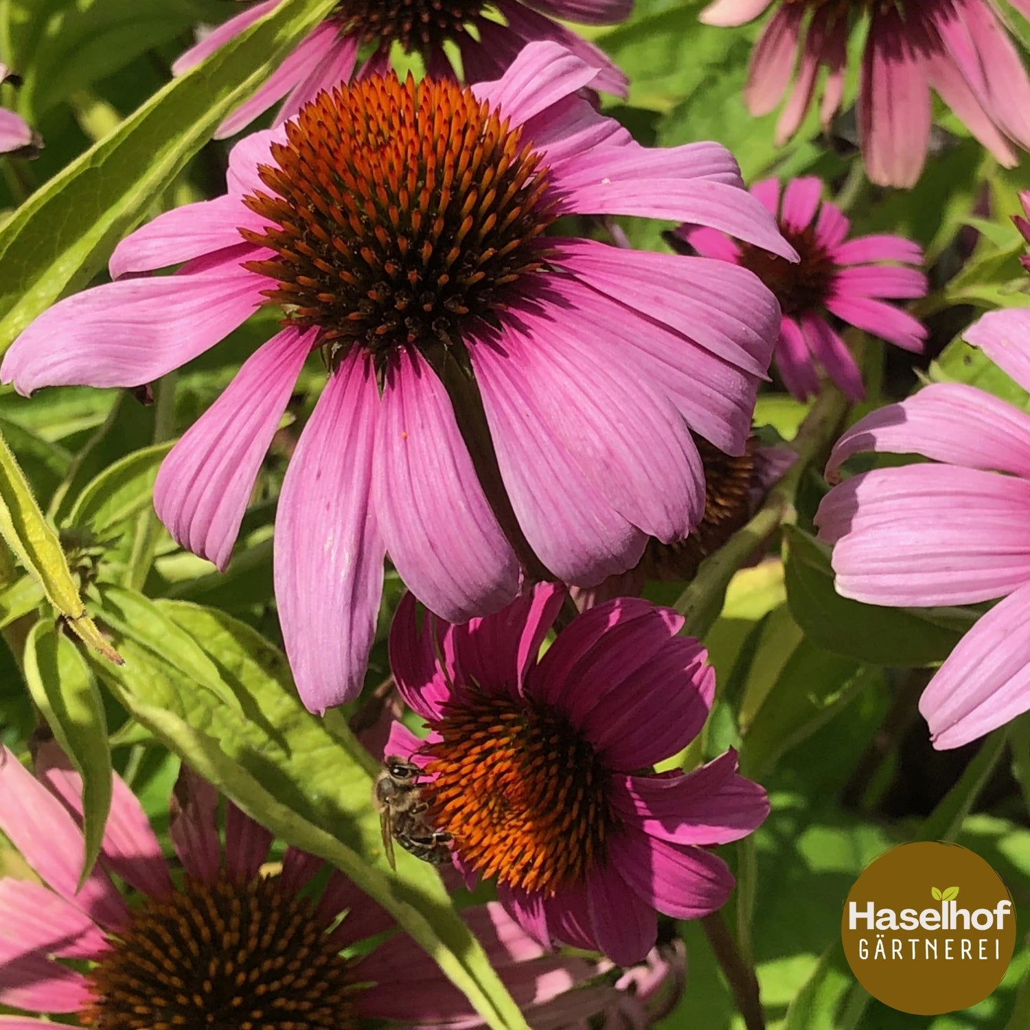 Echinacea purpurea (forme sauvage)