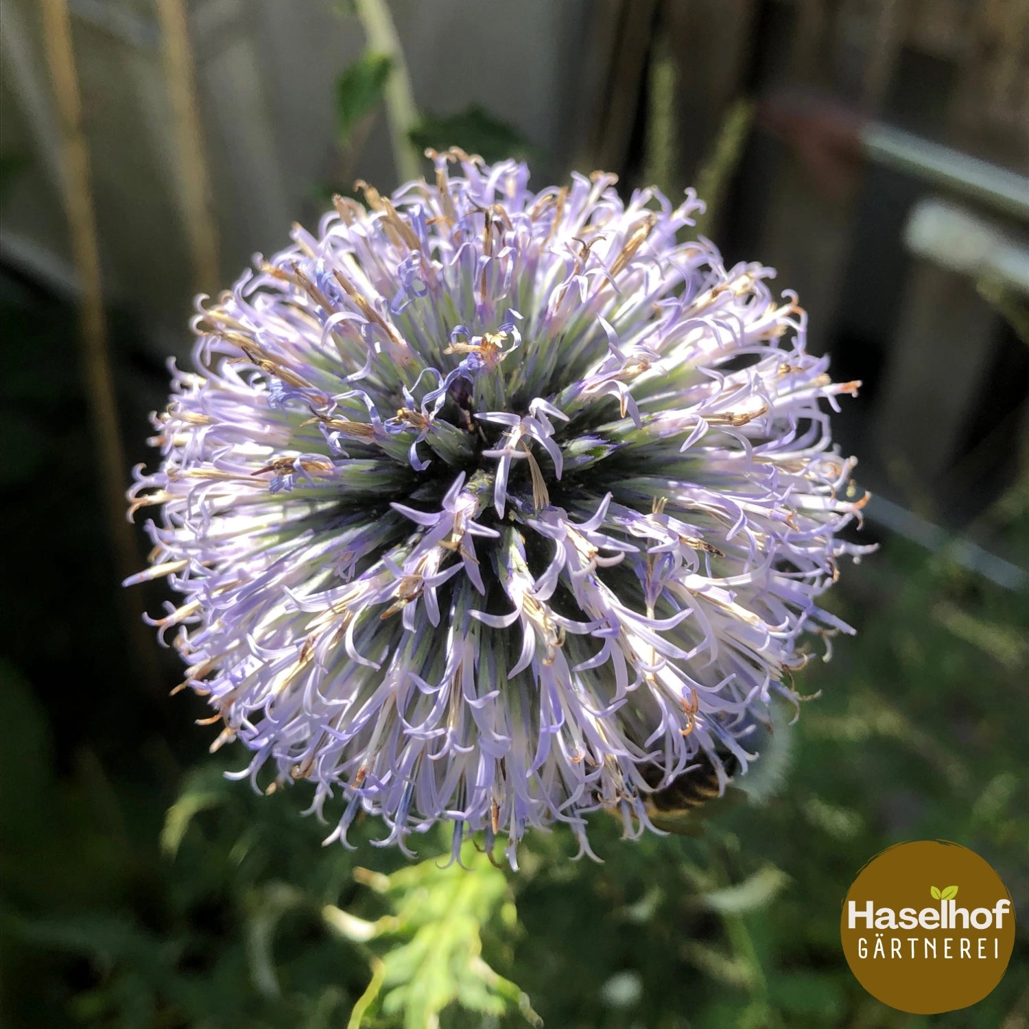 Echinops sphaerocephalus