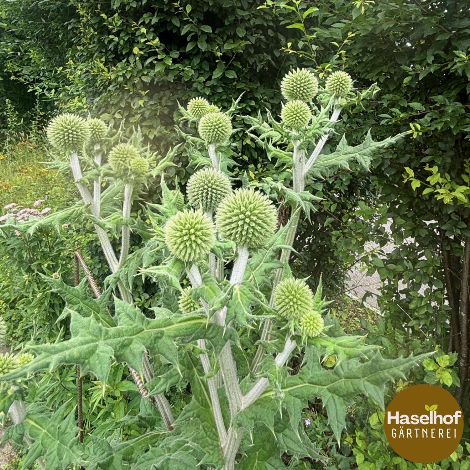 Echinops sphaerocephalus